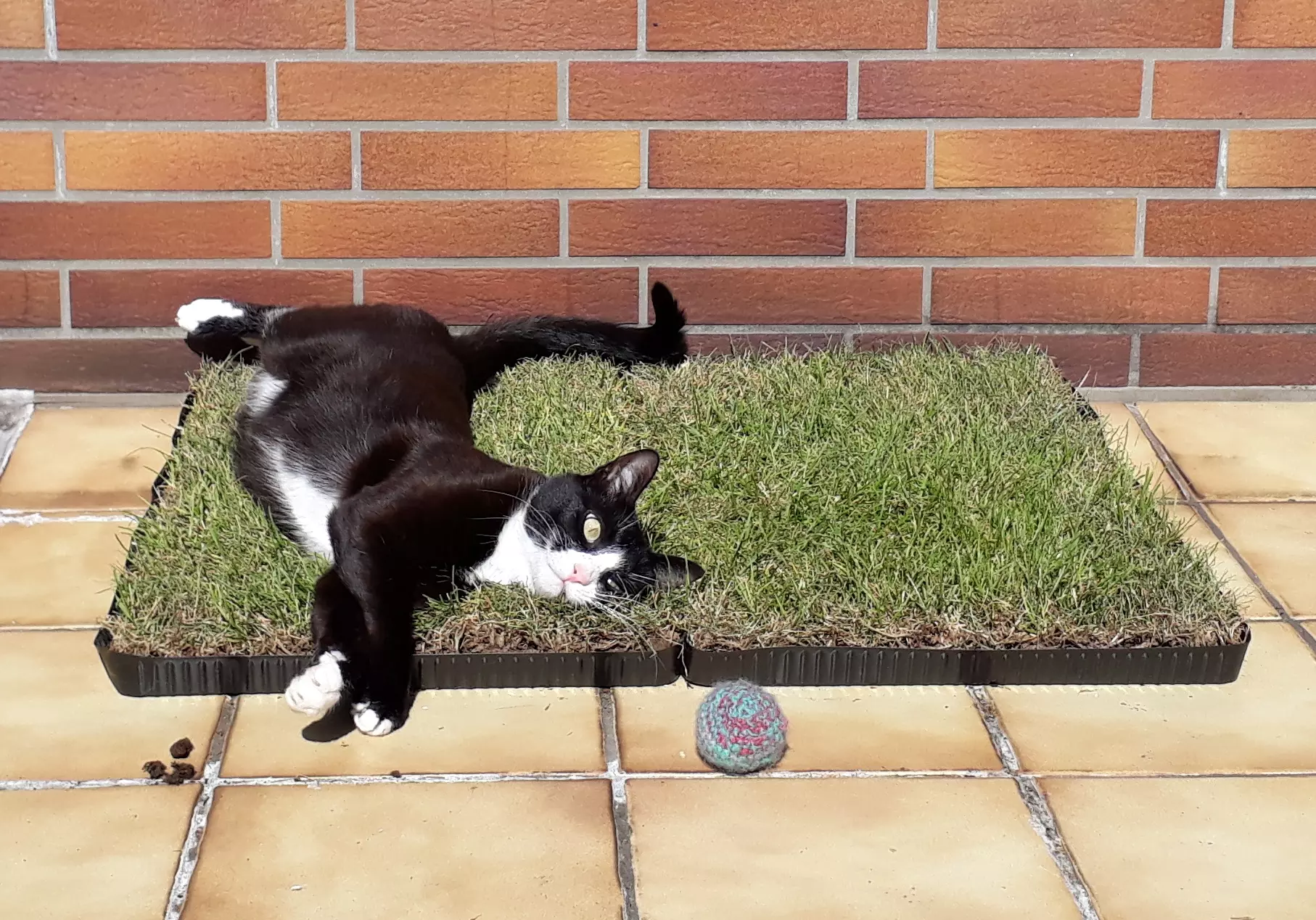 Kats`clusive – das Katzen Exklusiv Appartement Kats`clusive – das Katzen Exklusiv Appartement
