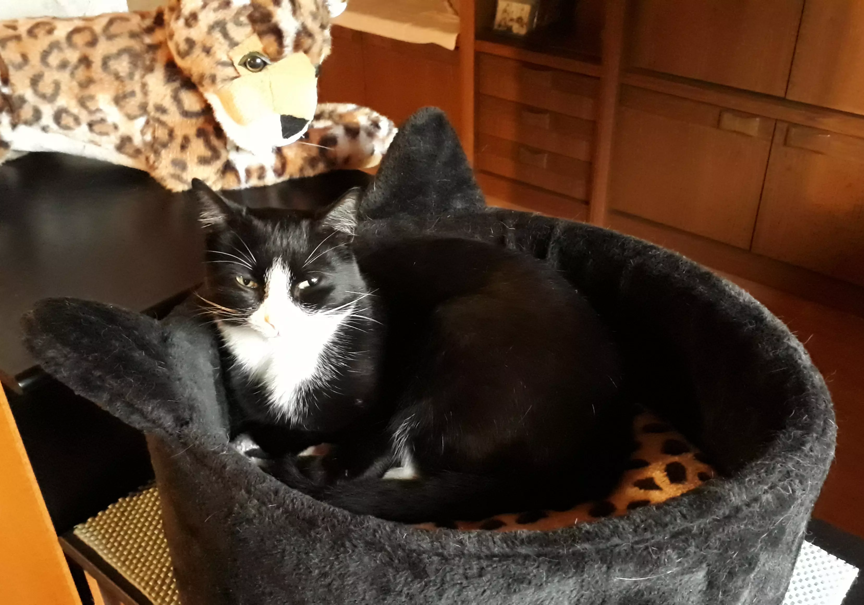 Kats`clusive – das Katzen Exklusiv Appartement Kats`clusive – das Katzen Exklusiv Appartement