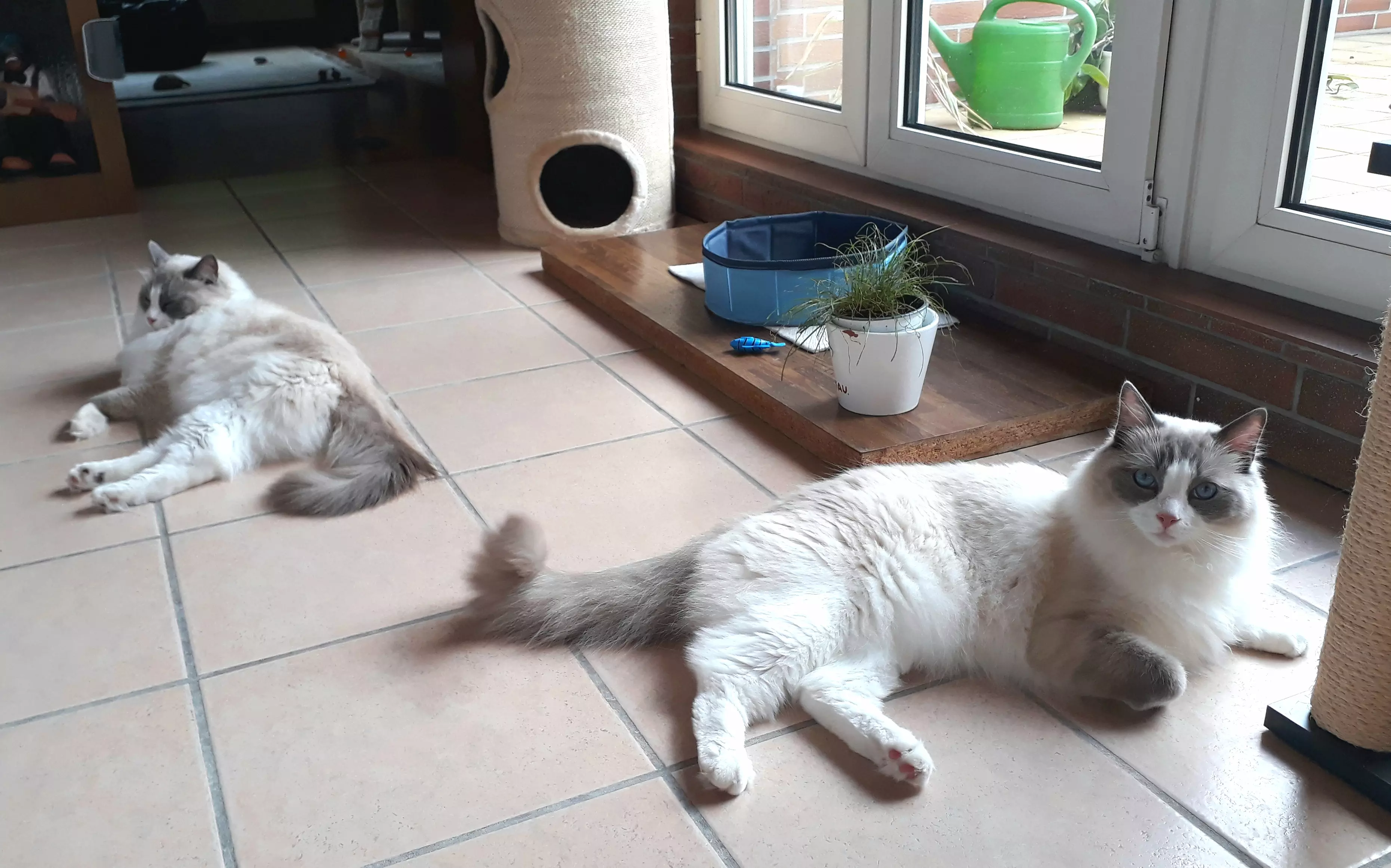 Kats`clusive – das Katzen Exklusiv Appartement Kats`clusive – das Katzen Exklusiv Appartement