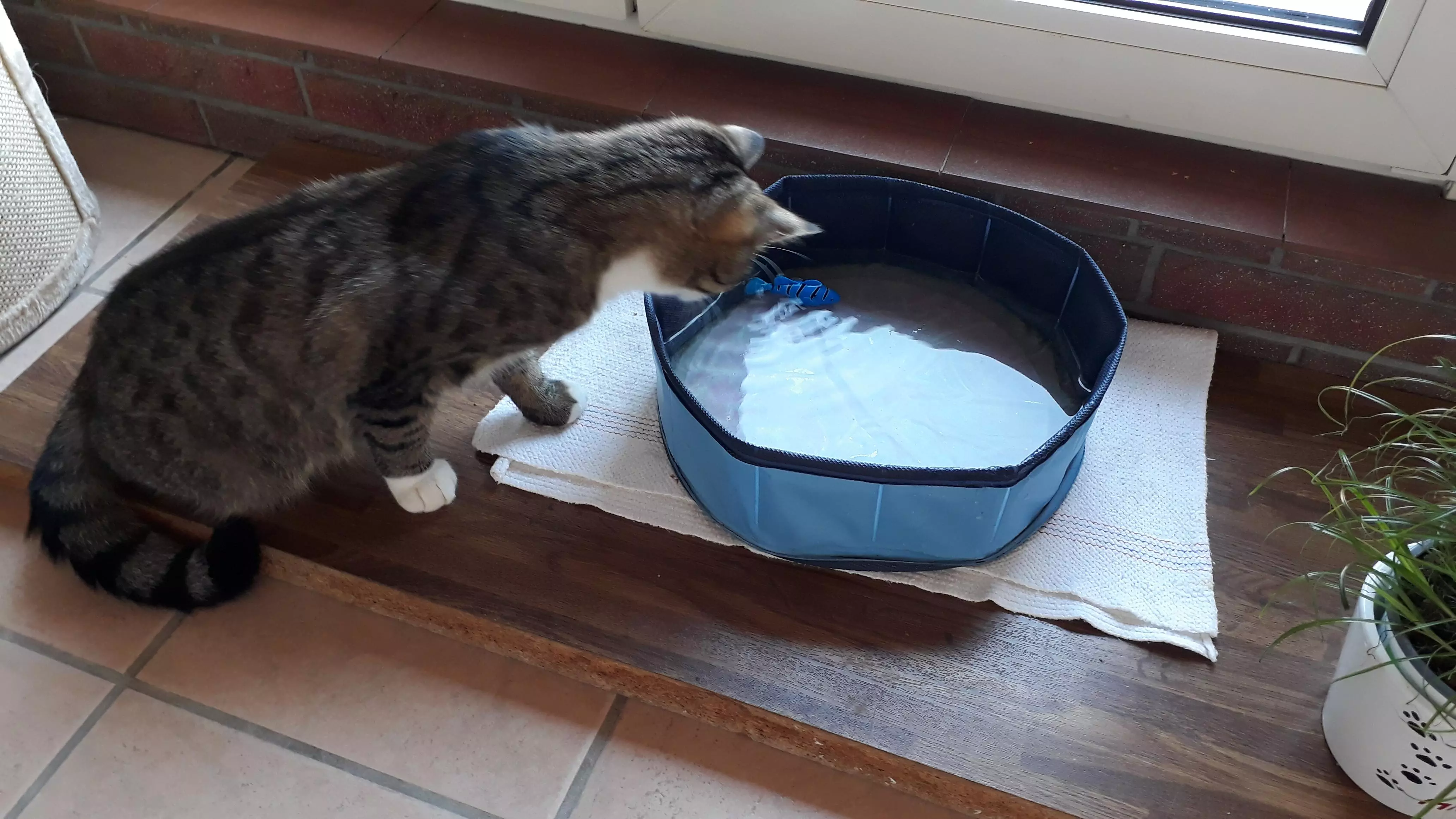 Kats`clusive – das Katzen Exklusiv Appartement Kats`clusive – das Katzen Exklusiv Appartement