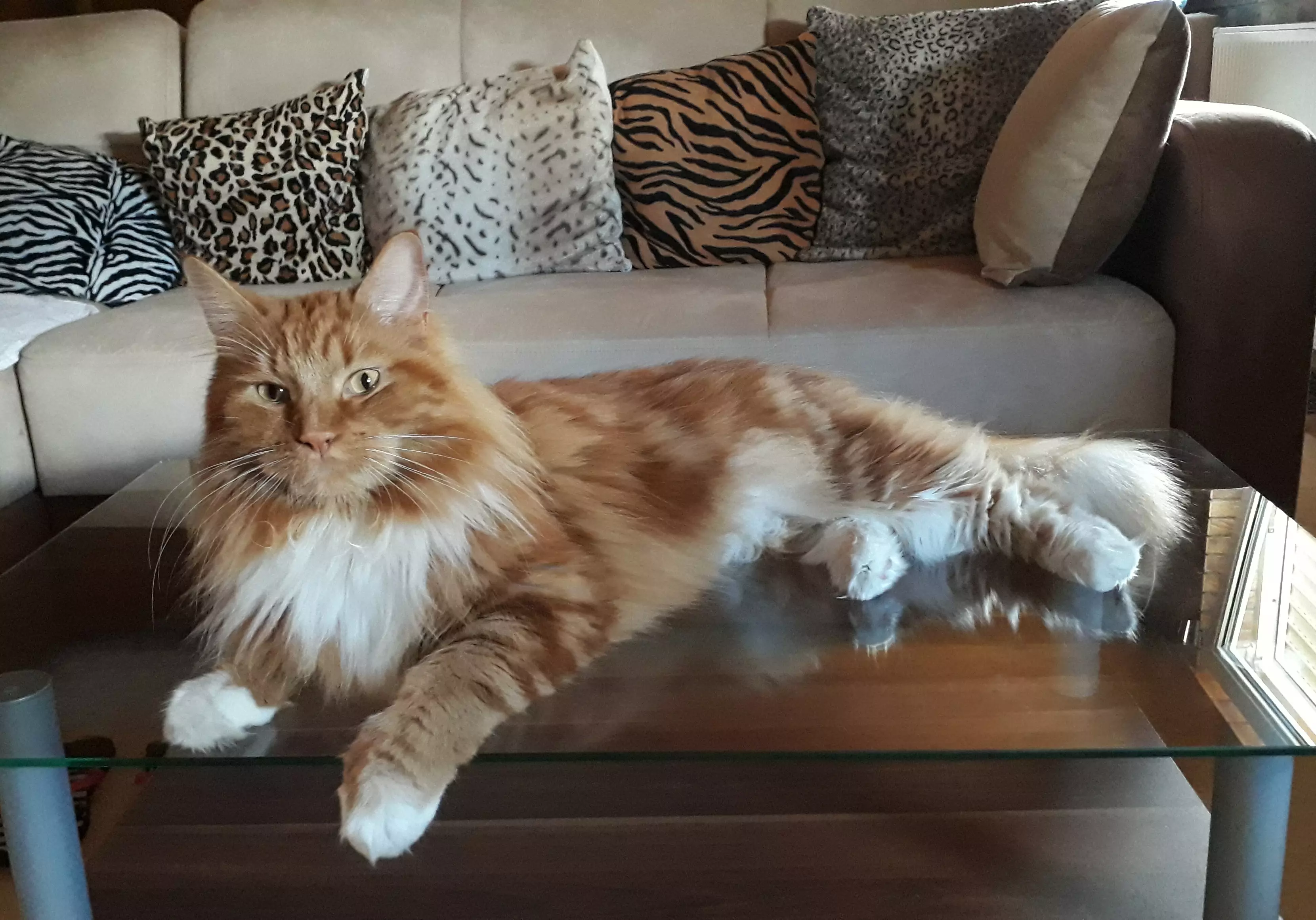 Kats`clusive – das Katzen Exklusiv Appartement Kats`clusive – das Katzen Exklusiv Appartement