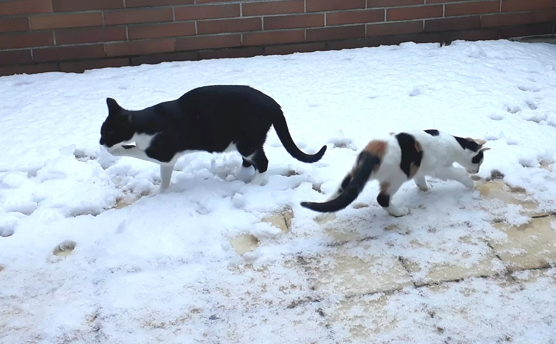 Kats`clusive – das Katzen Exklusiv Appartement Kats`clusive – das Katzen Exklusiv Appartement