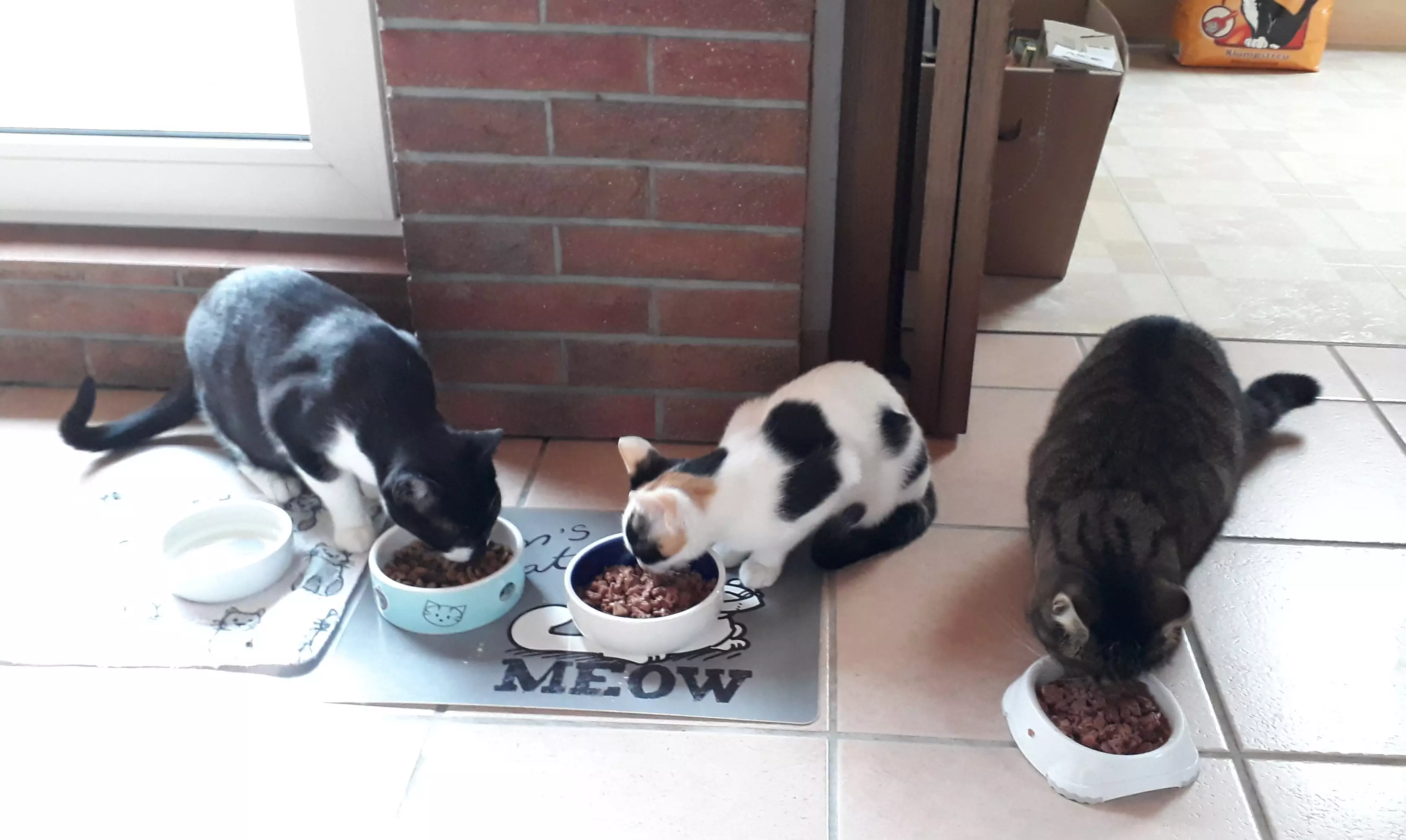 Kats`clusive – das Katzen Exklusiv Appartement Kats`clusive – das Katzen Exklusiv Appartement