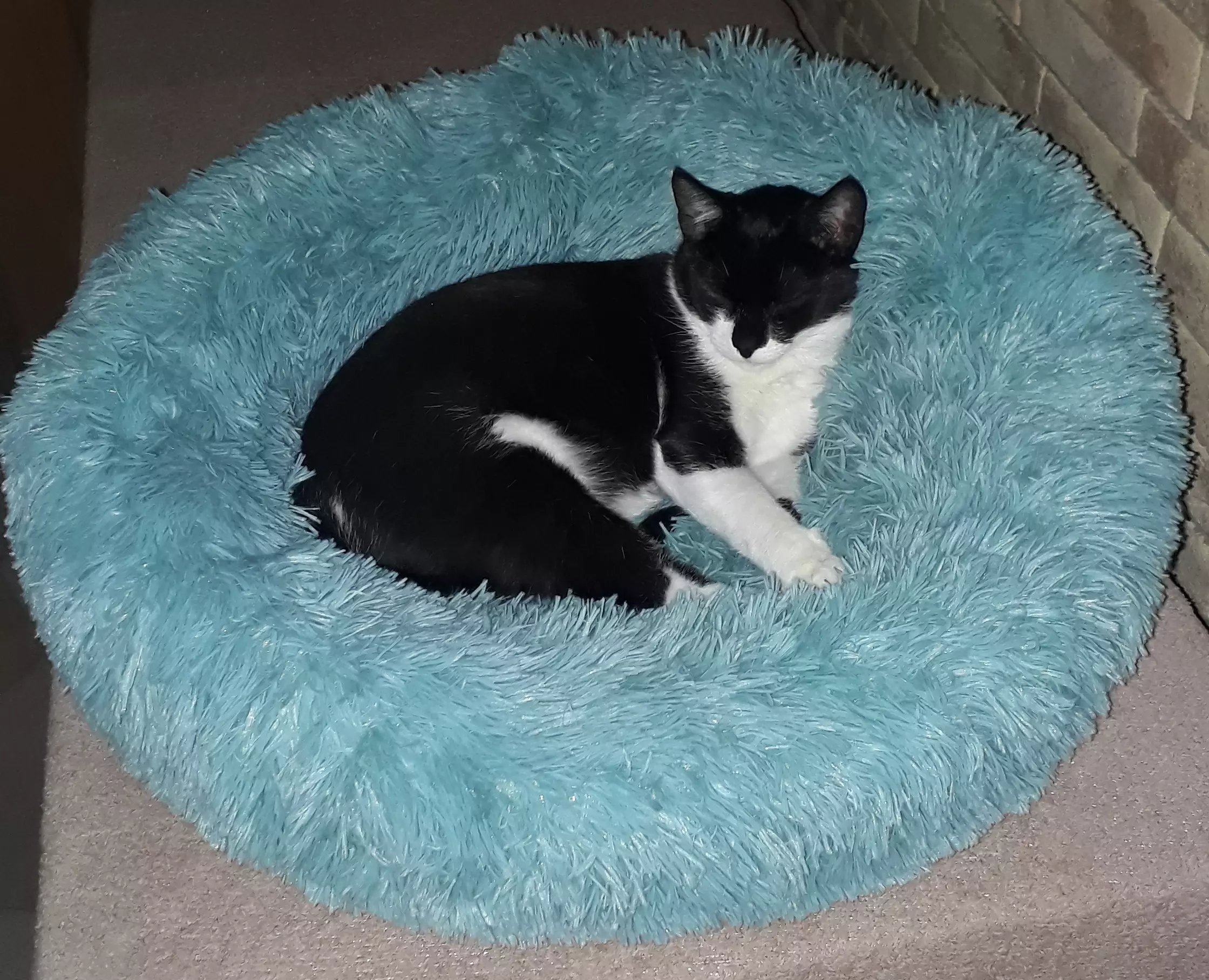 Kats`clusive – das Katzen Exklusiv Appartement Kats`clusive – das Katzen Exklusiv Appartement