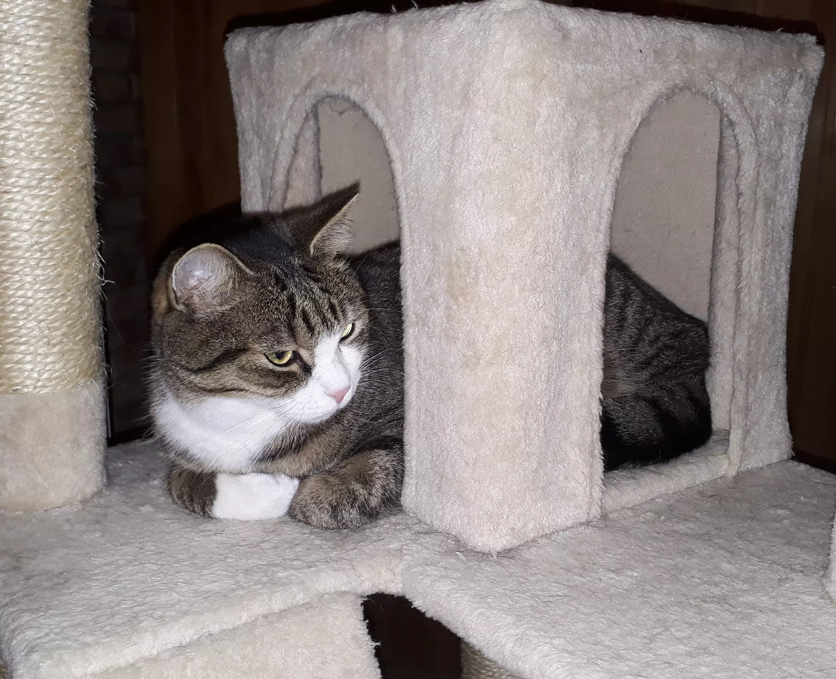Kats`clusive – das Katzen Exklusiv Appartement Kats`clusive – das Katzen Exklusiv Appartement