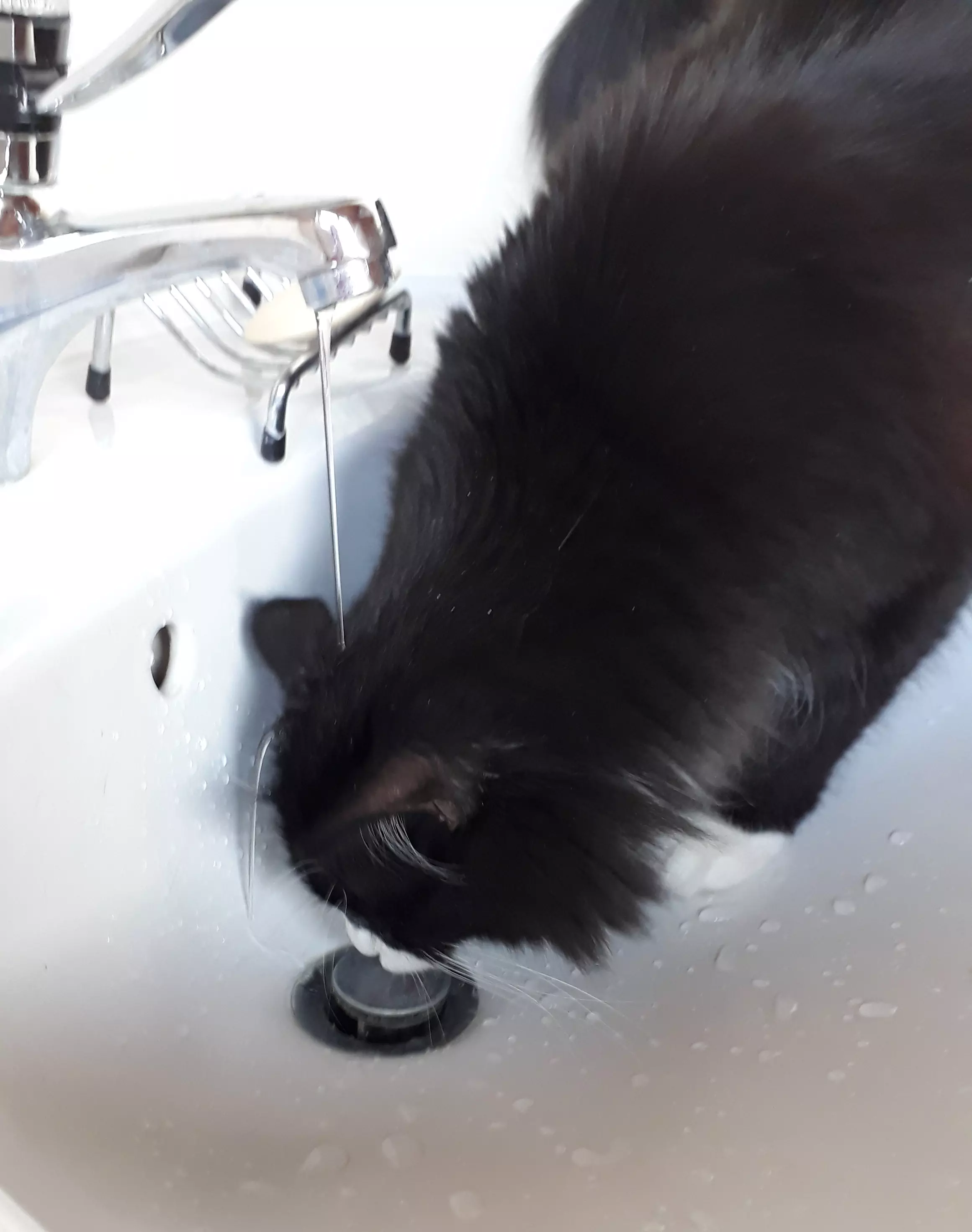 Kats`clusive – das Katzen Exklusiv Appartement Kats`clusive – das Katzen Exklusiv Appartement