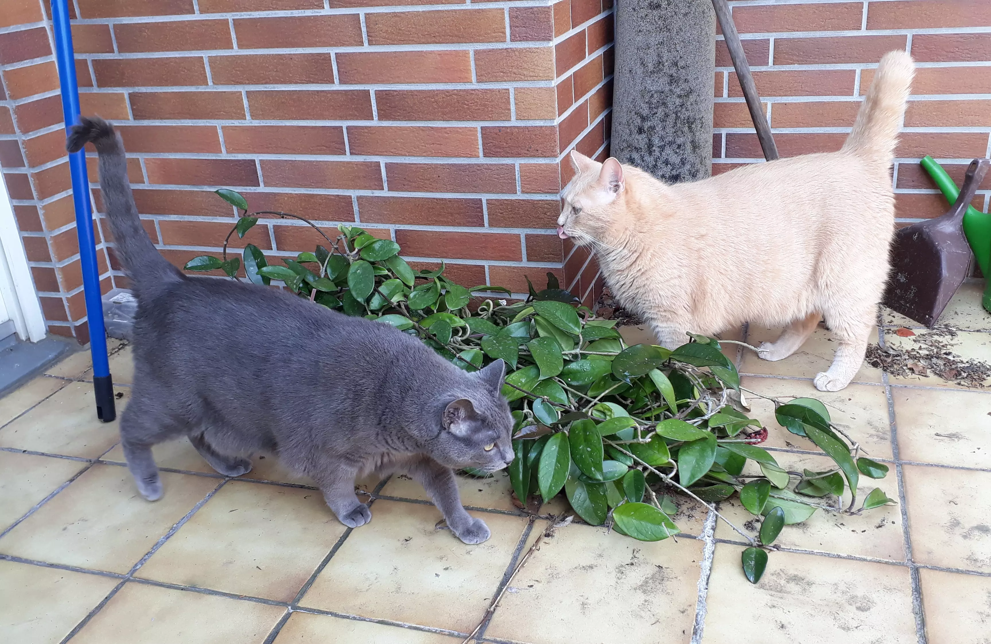 Kats`clusive – das Katzen Exklusiv Appartement Kats`clusive – das Katzen Exklusiv Appartement