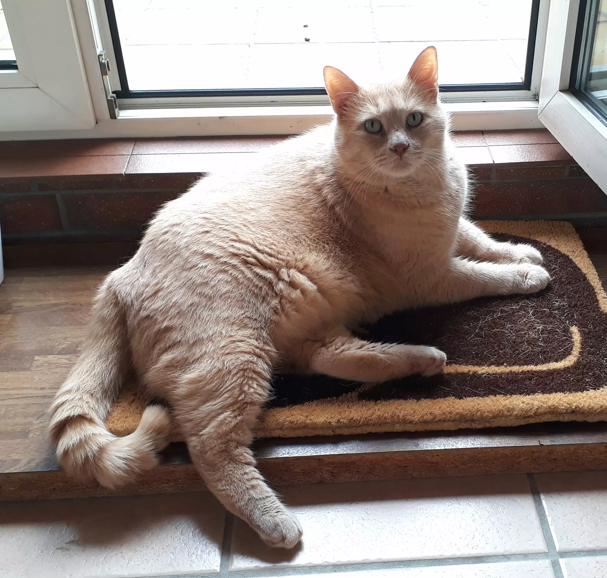 Kats`clusive – das Katzen Exklusiv Appartement Kats`clusive – das Katzen Exklusiv Appartement
