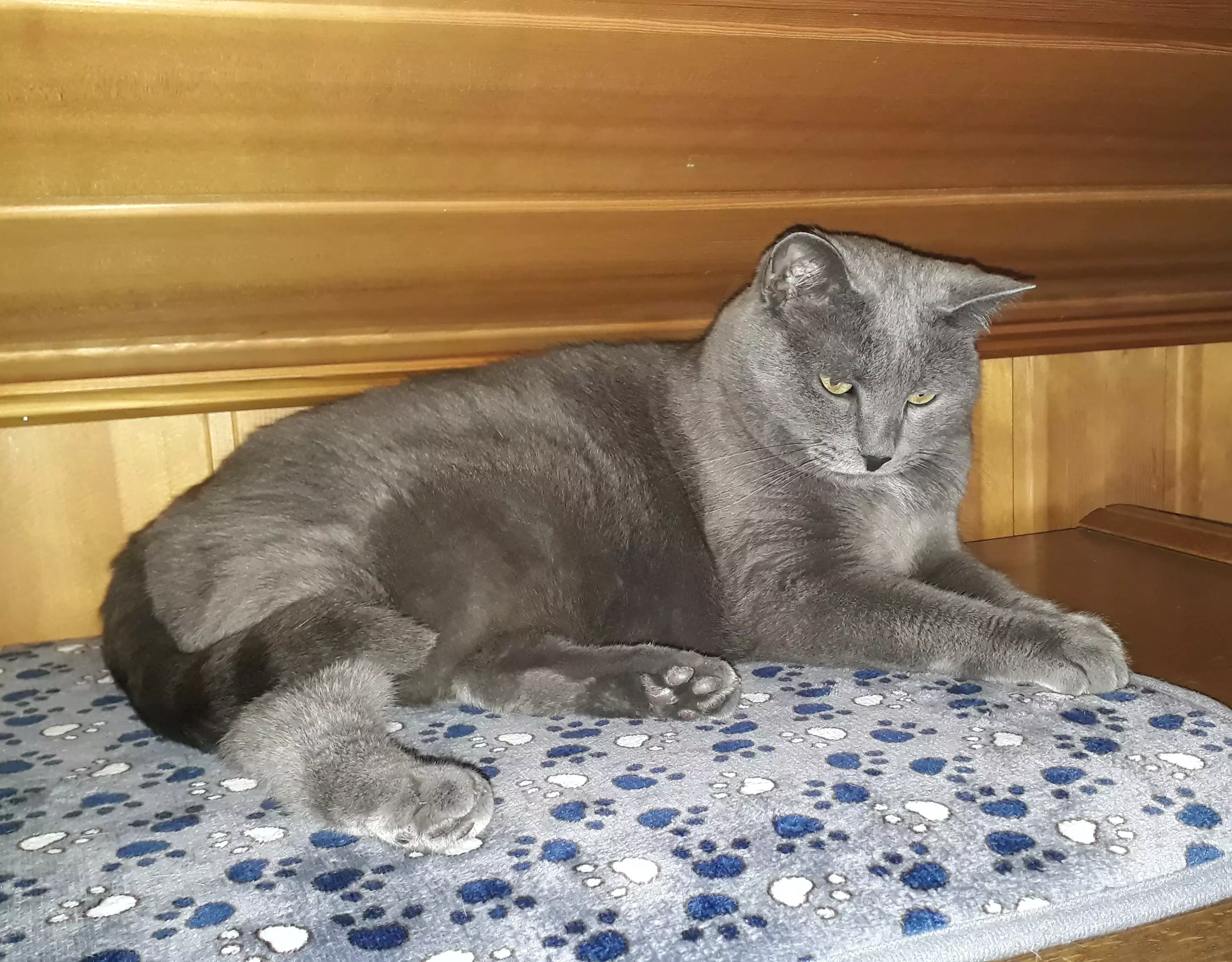 Kats`clusive – das Katzen Exklusiv Appartement Kats`clusive – das Katzen Exklusiv Appartement