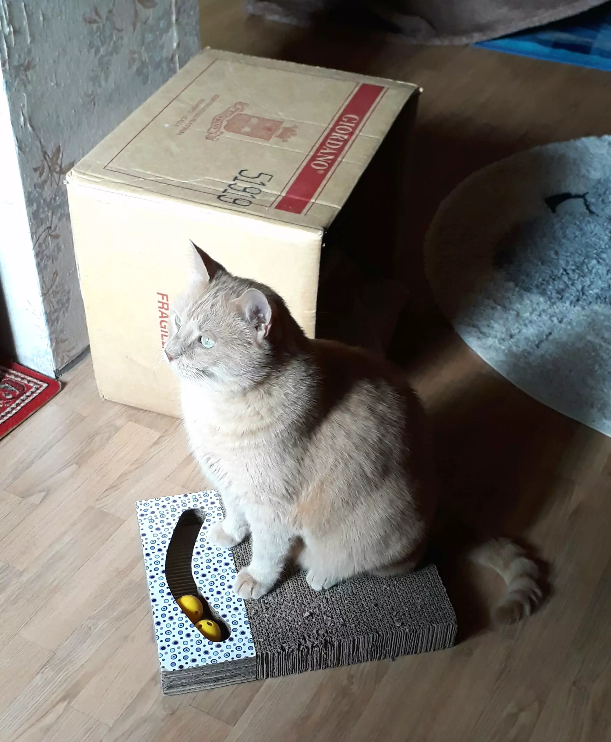 Kats`clusive – das Katzen Exklusiv Appartement Kats`clusive – das Katzen Exklusiv Appartement