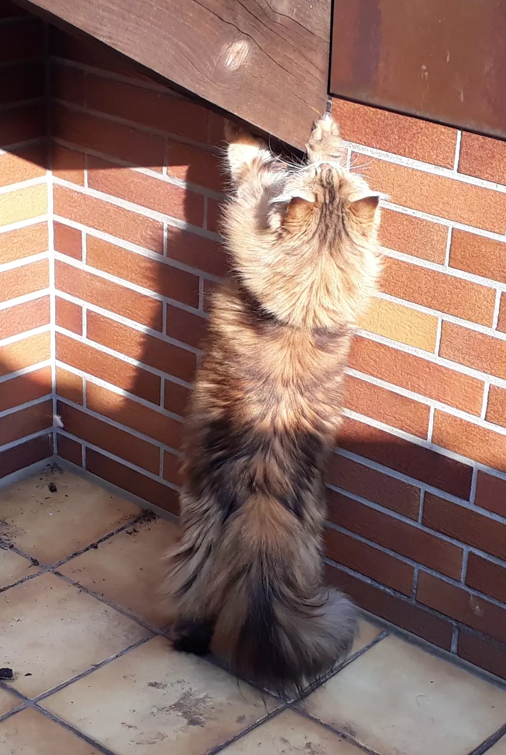 Kats`clusive – das Katzen Exklusiv Appartement Kats`clusive – das Katzen Exklusiv Appartement