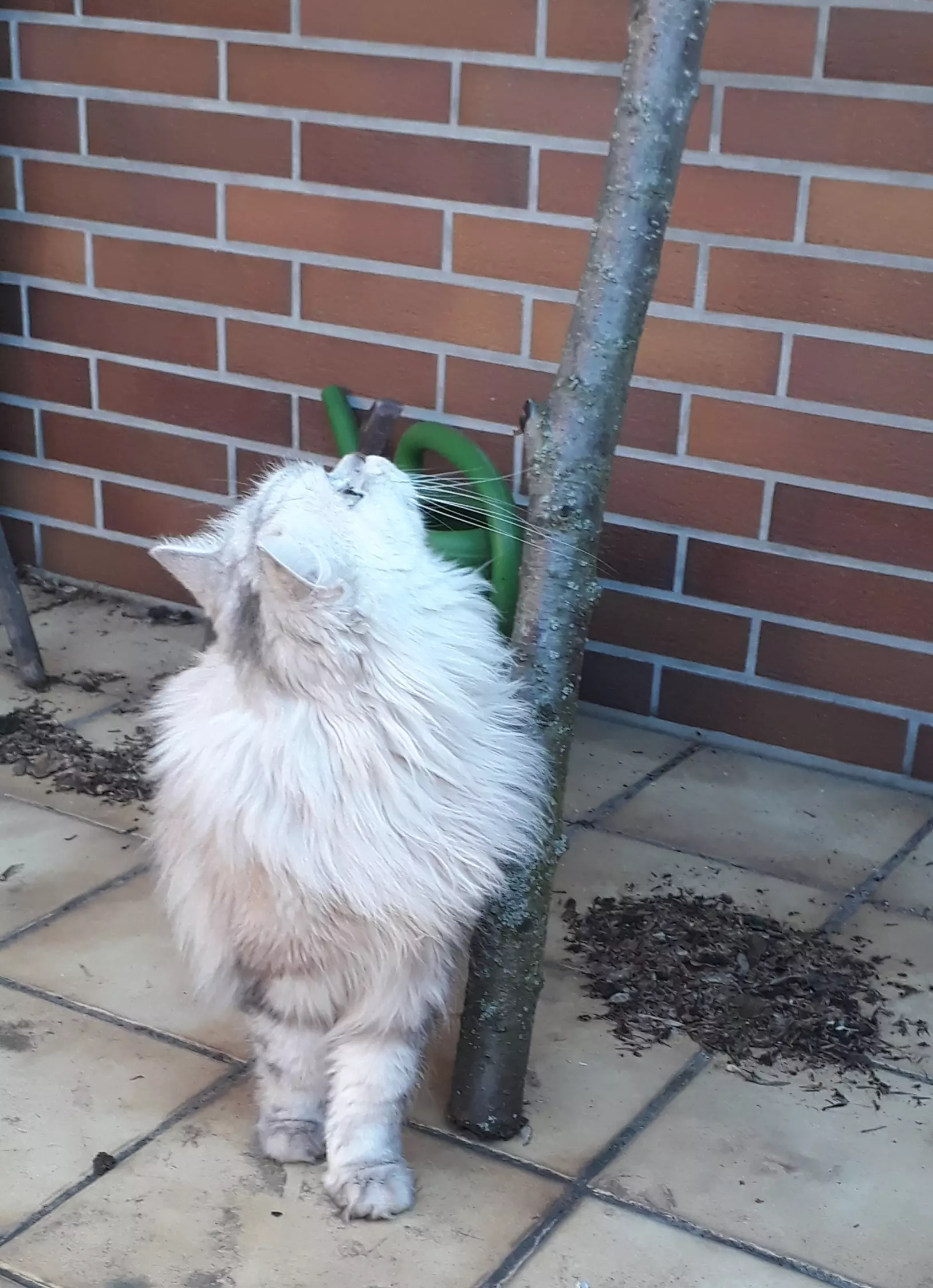 Kats`clusive – das Katzen Exklusiv Appartement Kats`clusive – das Katzen Exklusiv Appartement