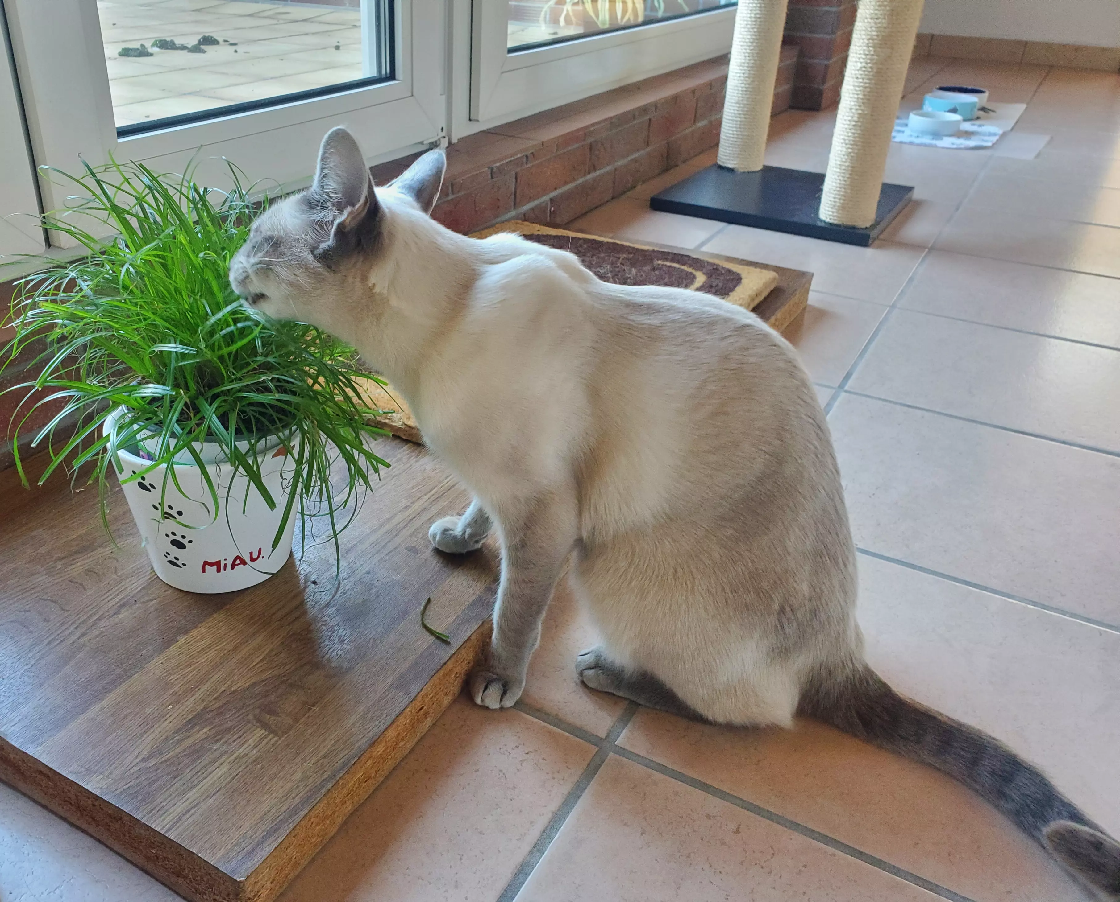Kats`clusive – das Katzen Exklusiv Appartement Kats`clusive – das Katzen Exklusiv Appartement