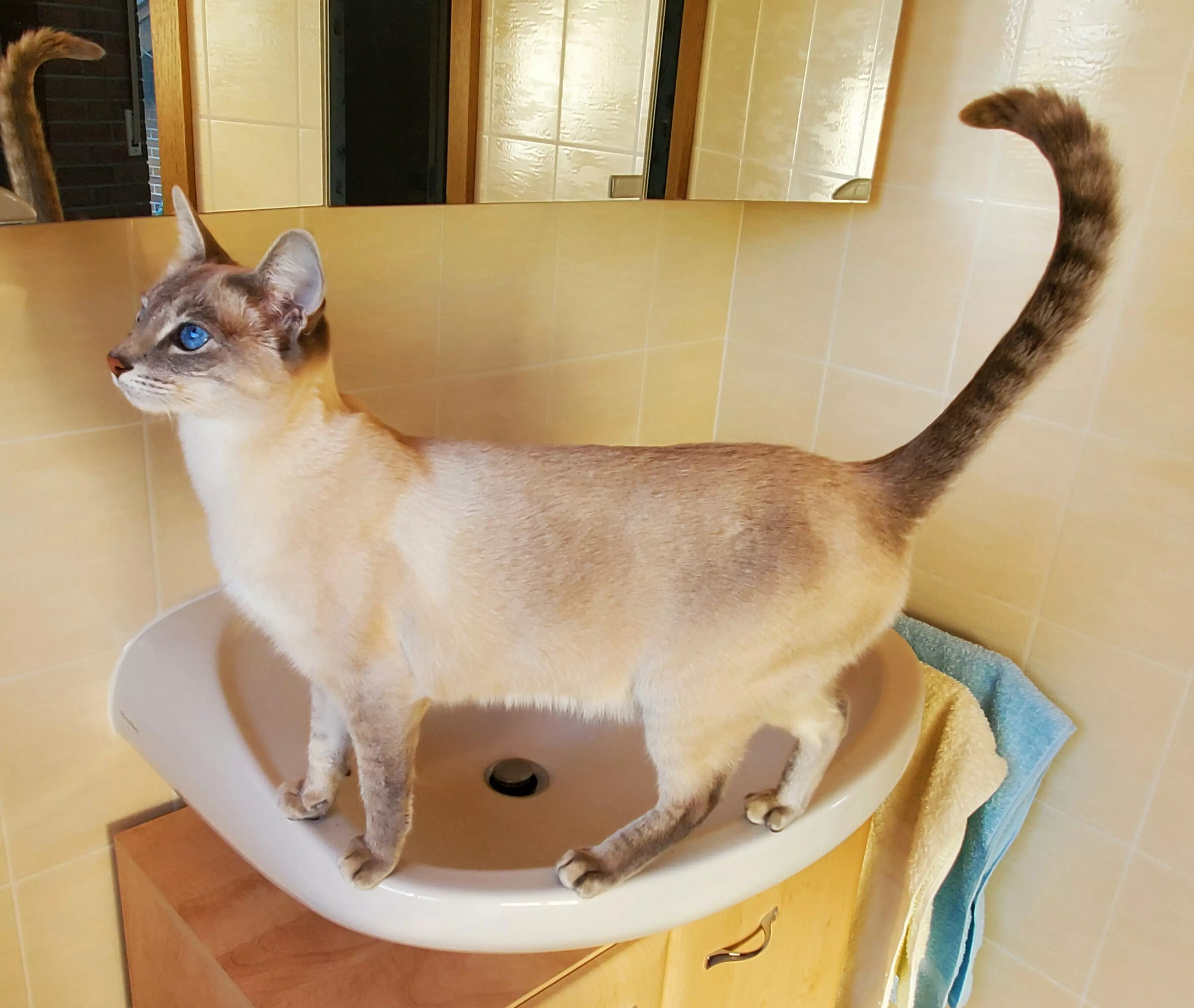 Kats`clusive – das Katzen Exklusiv Appartement Kats`clusive – das Katzen Exklusiv Appartement