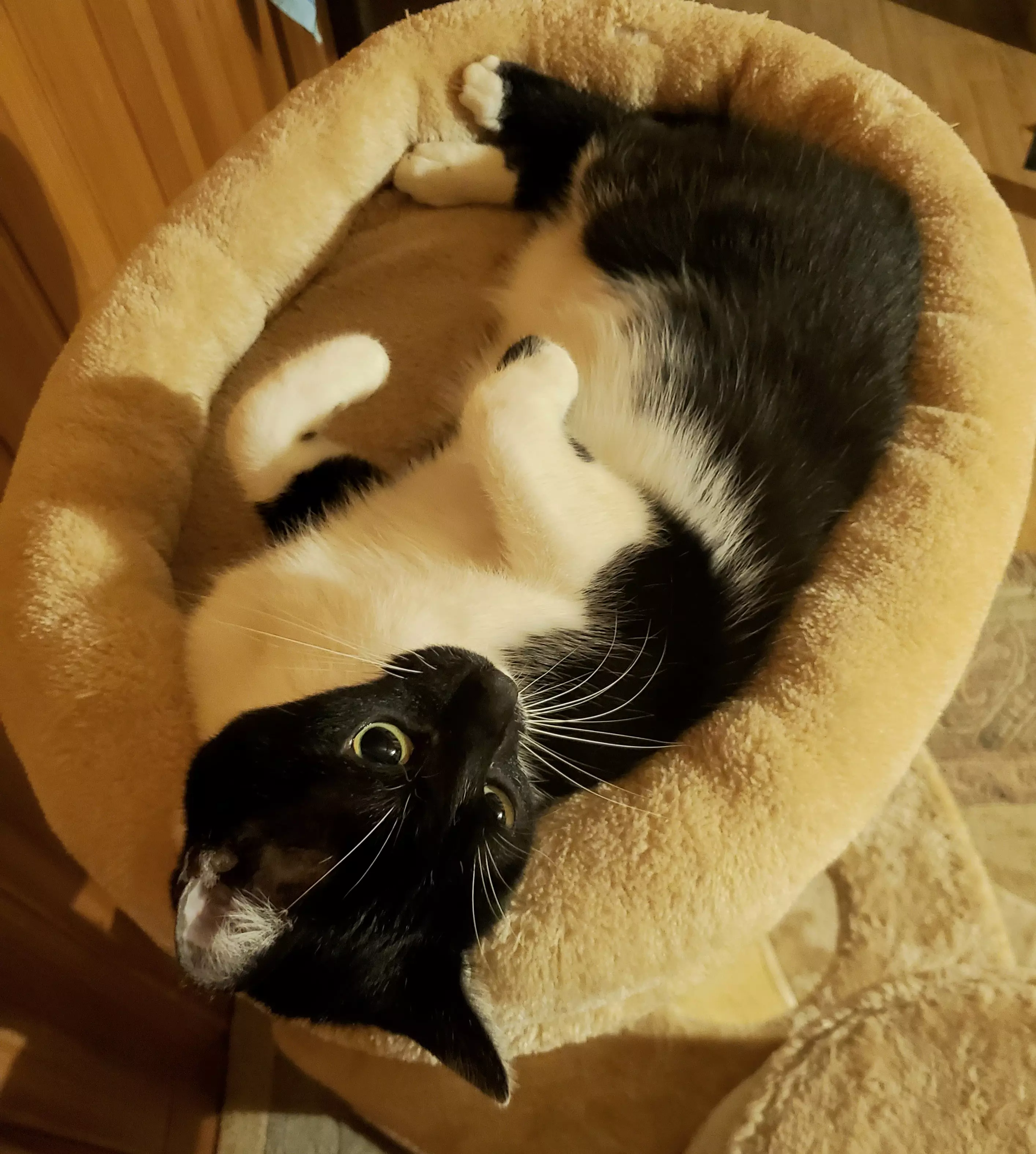 Kats`clusive – das Katzen Exklusiv Appartement Kats`clusive – das Katzen Exklusiv Appartement