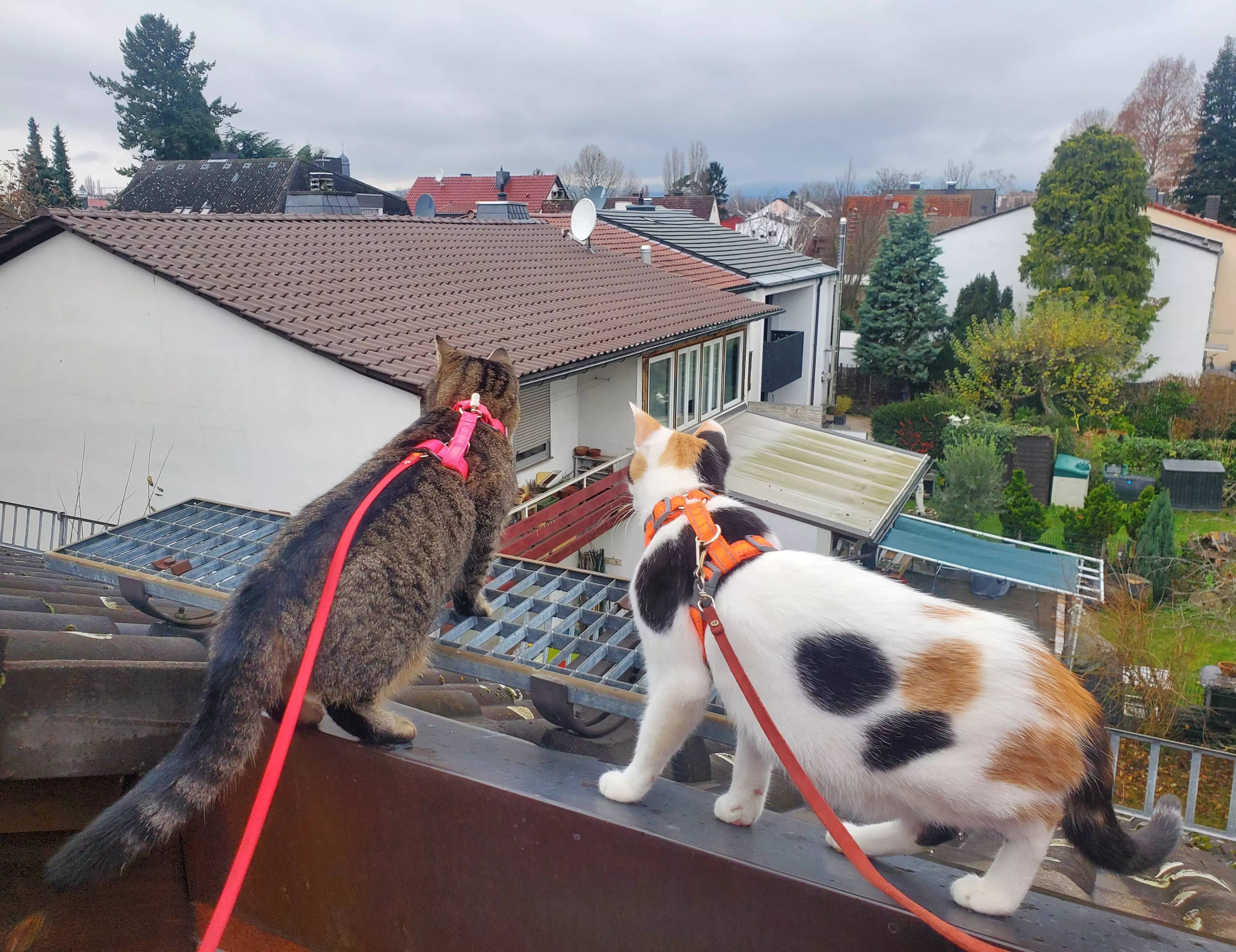Kats`clusive – das Katzen Exklusiv Appartement Kats`clusive – das Katzen Exklusiv Appartement