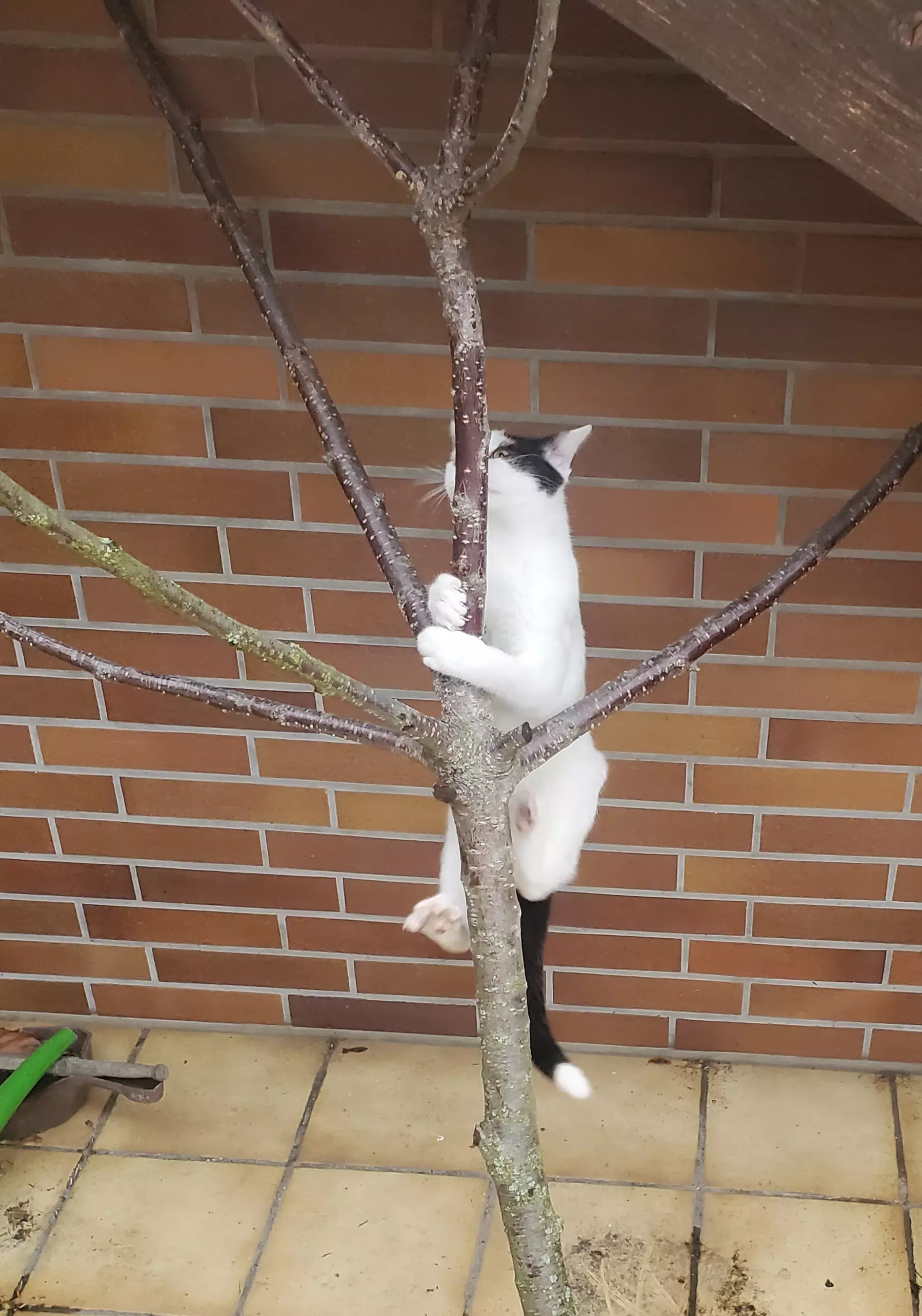 Kats`clusive – das Katzen Exklusiv Appartement Kats`clusive – das Katzen Exklusiv Appartement