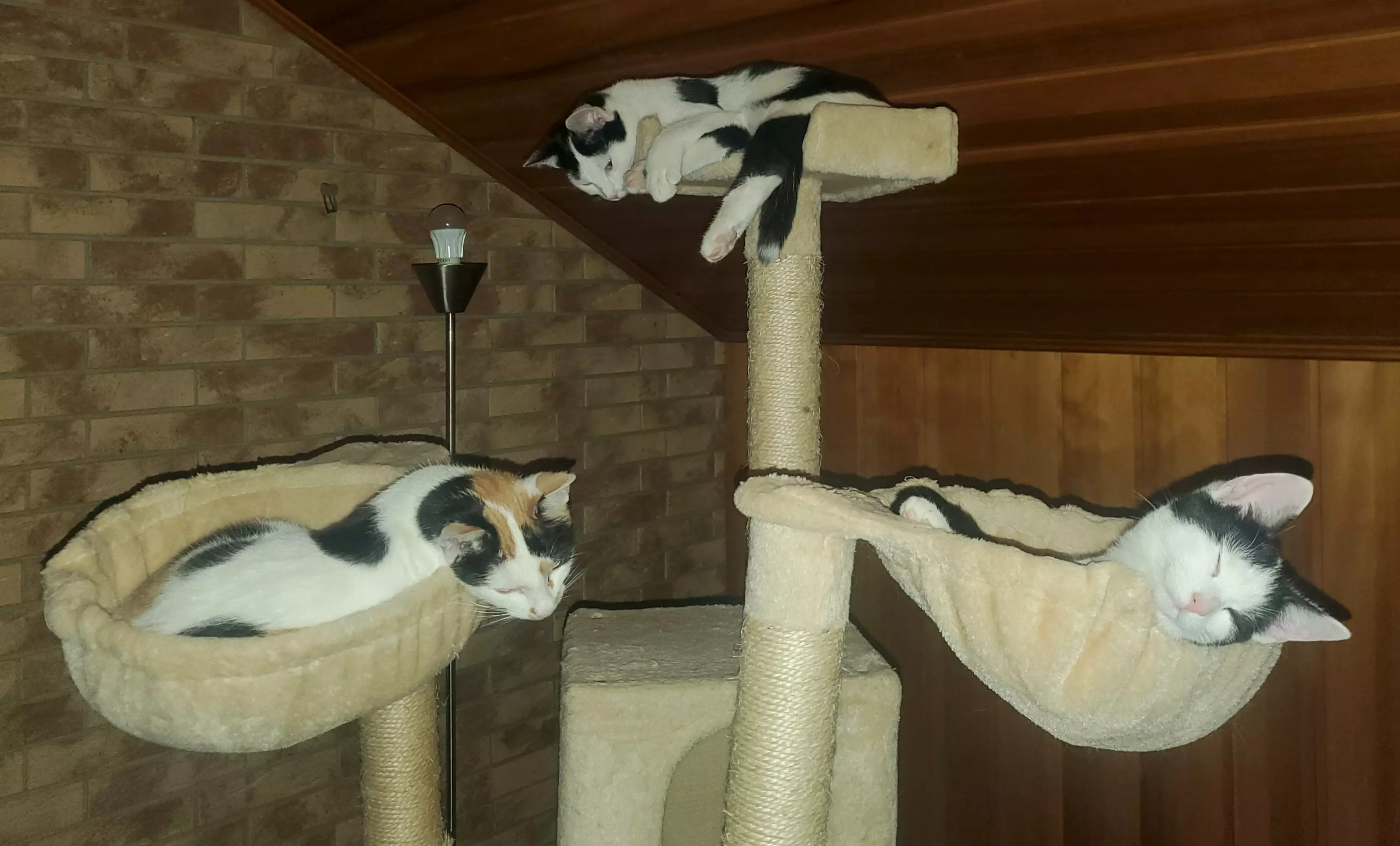 Kats`clusive – das Katzen Exklusiv Appartement Kats`clusive – das Katzen Exklusiv Appartement