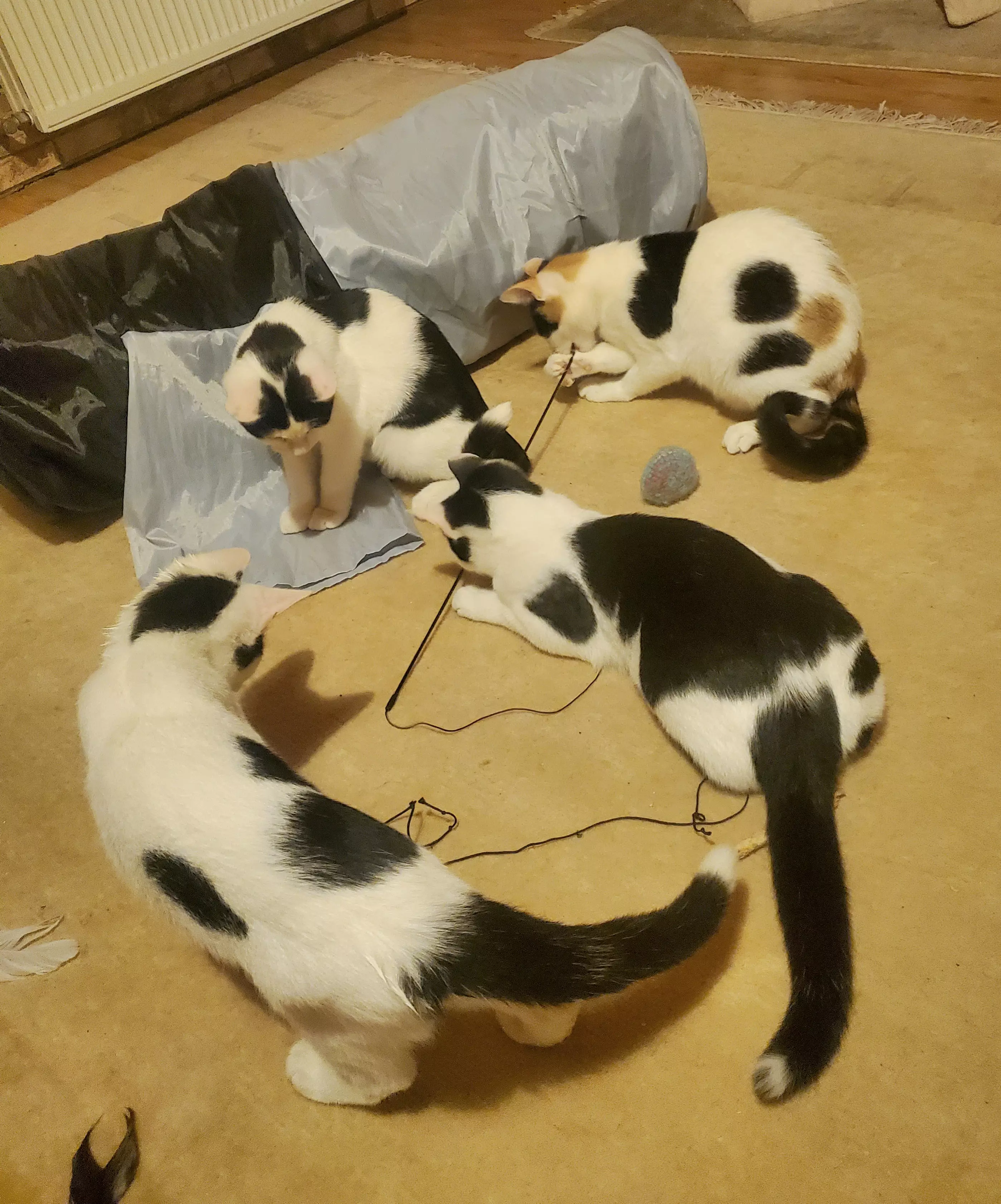 Kats`clusive – das Katzen Exklusiv Appartement Kats`clusive – das Katzen Exklusiv Appartement