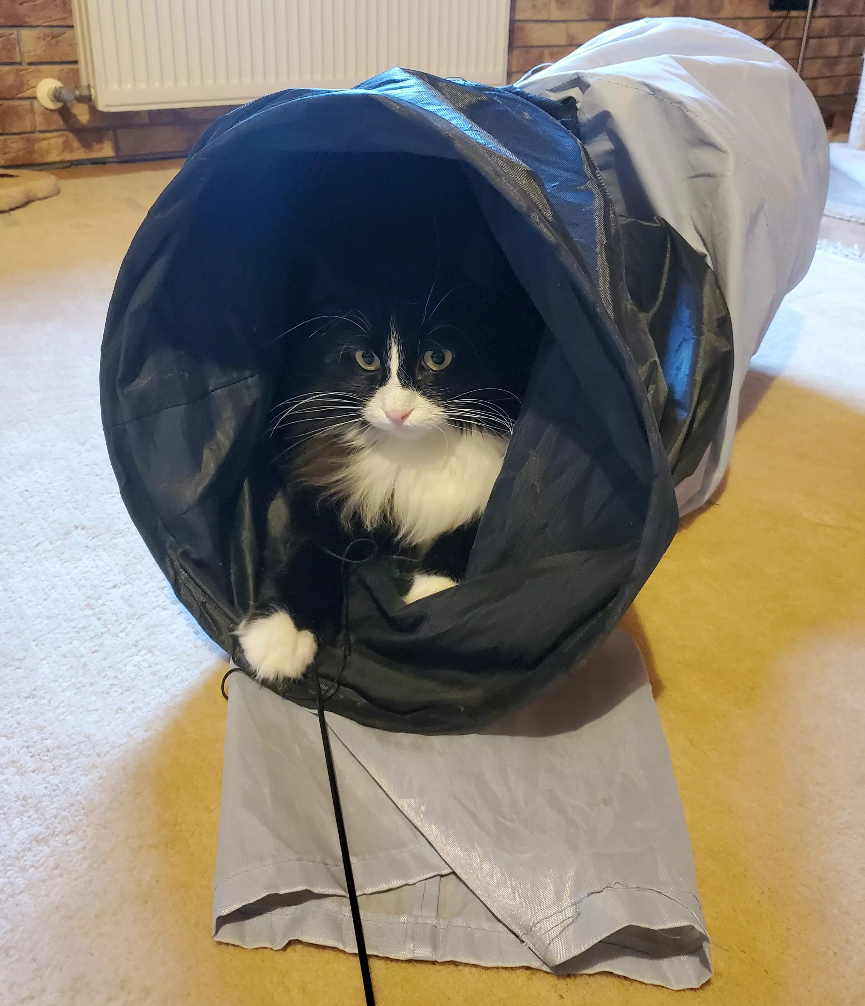 Kats`clusive – das Katzen Exklusiv Appartement Kats`clusive – das Katzen Exklusiv Appartement