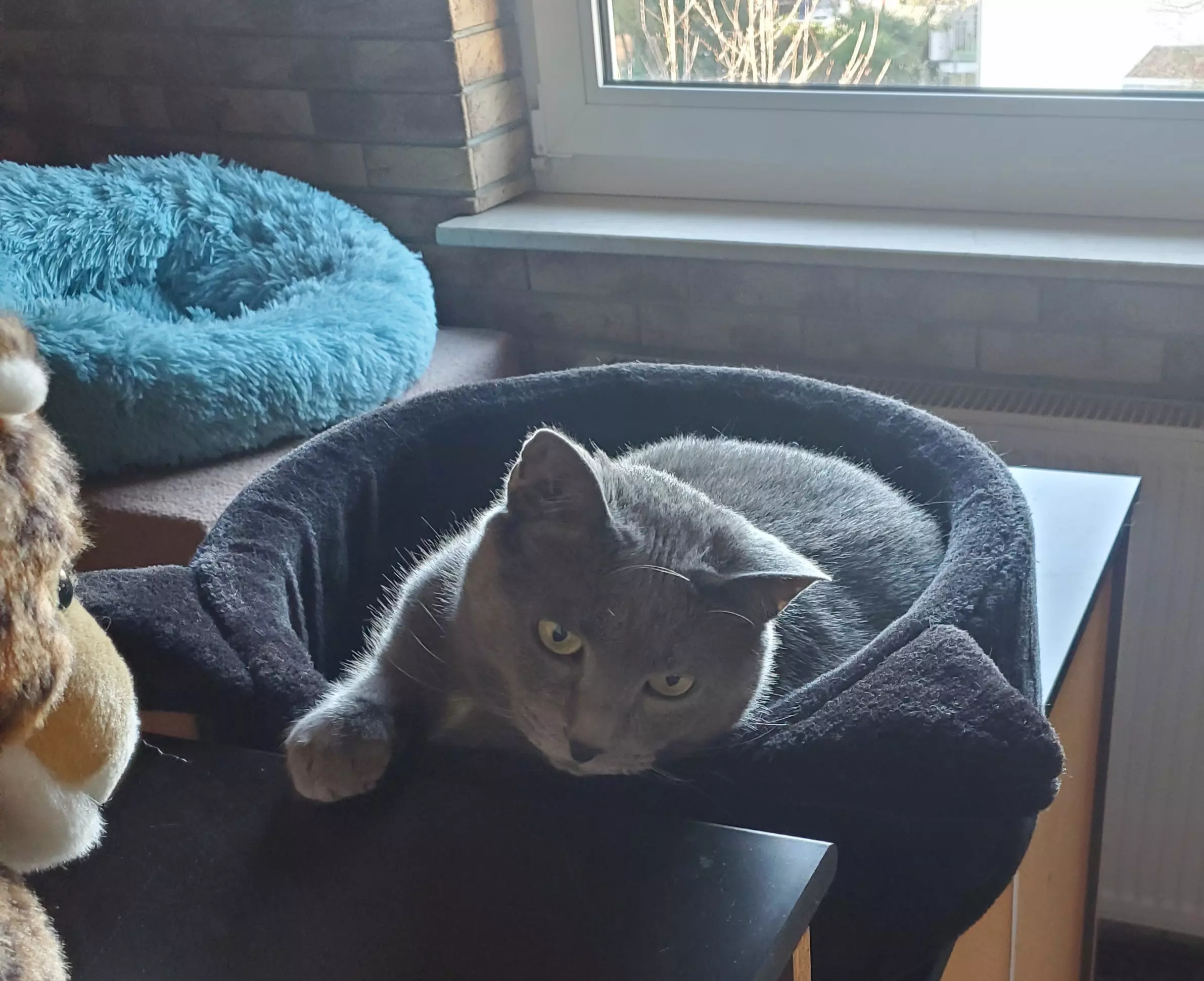 Kats`clusive – das Katzen Exklusiv Appartement Kats`clusive – das Katzen Exklusiv Appartement