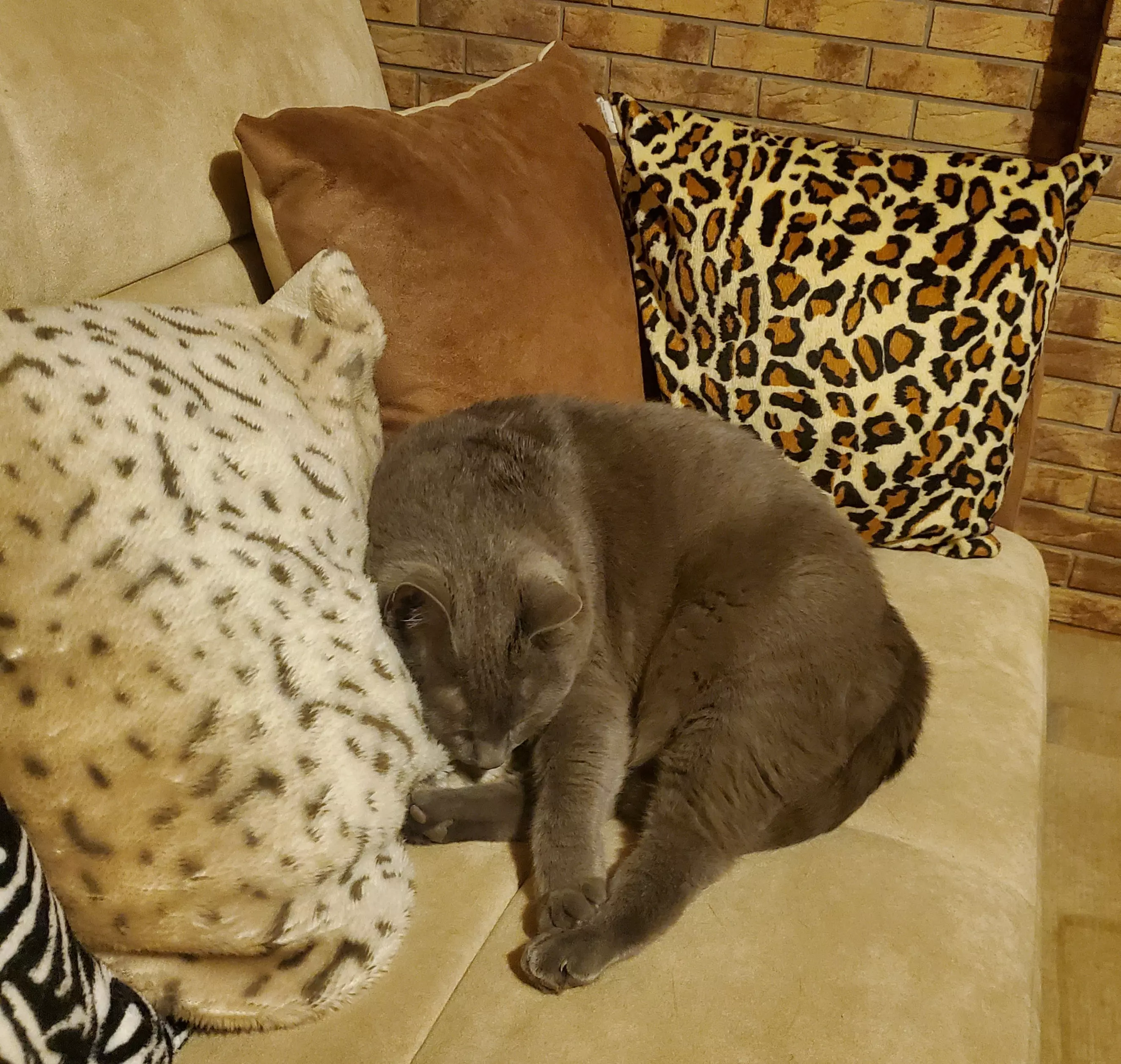 Kats`clusive – das Katzen Exklusiv Appartement Kats`clusive – das Katzen Exklusiv Appartement
