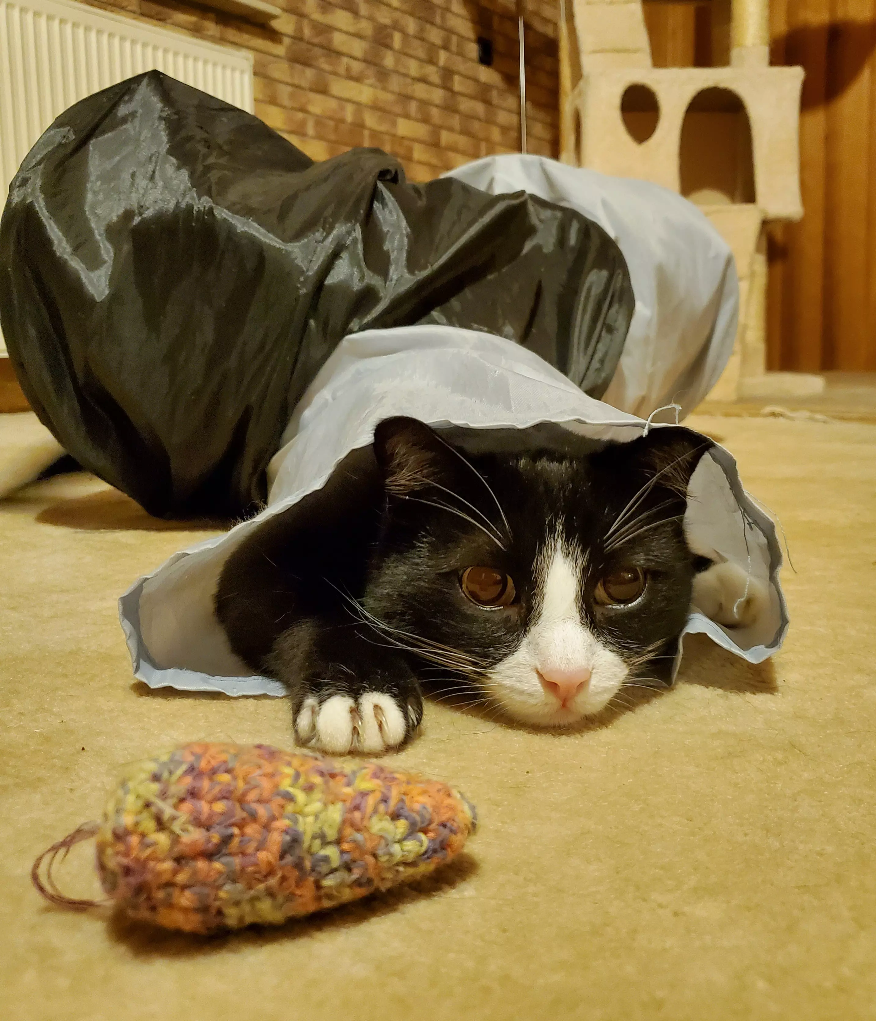 Kats`clusive – das Katzen Exklusiv Appartement Kats`clusive – das Katzen Exklusiv Appartement