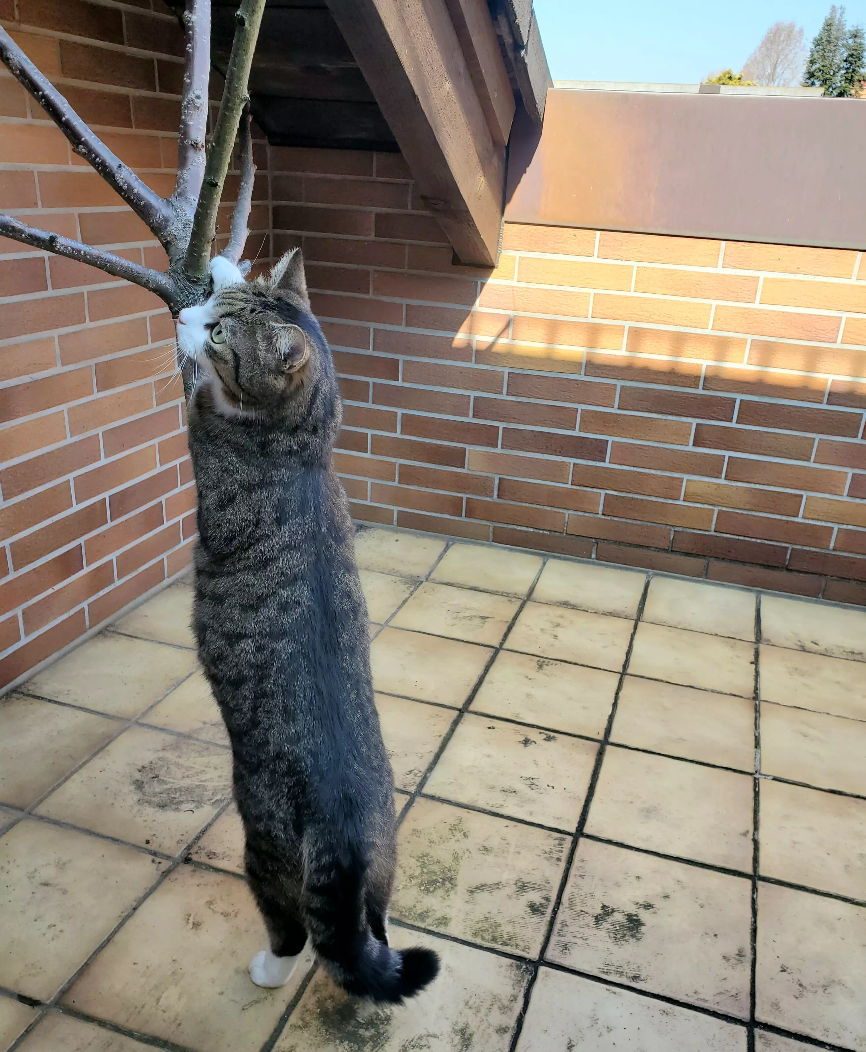 Kats`clusive – das Katzen Exklusiv Appartement Kats`clusive – das Katzen Exklusiv Appartement