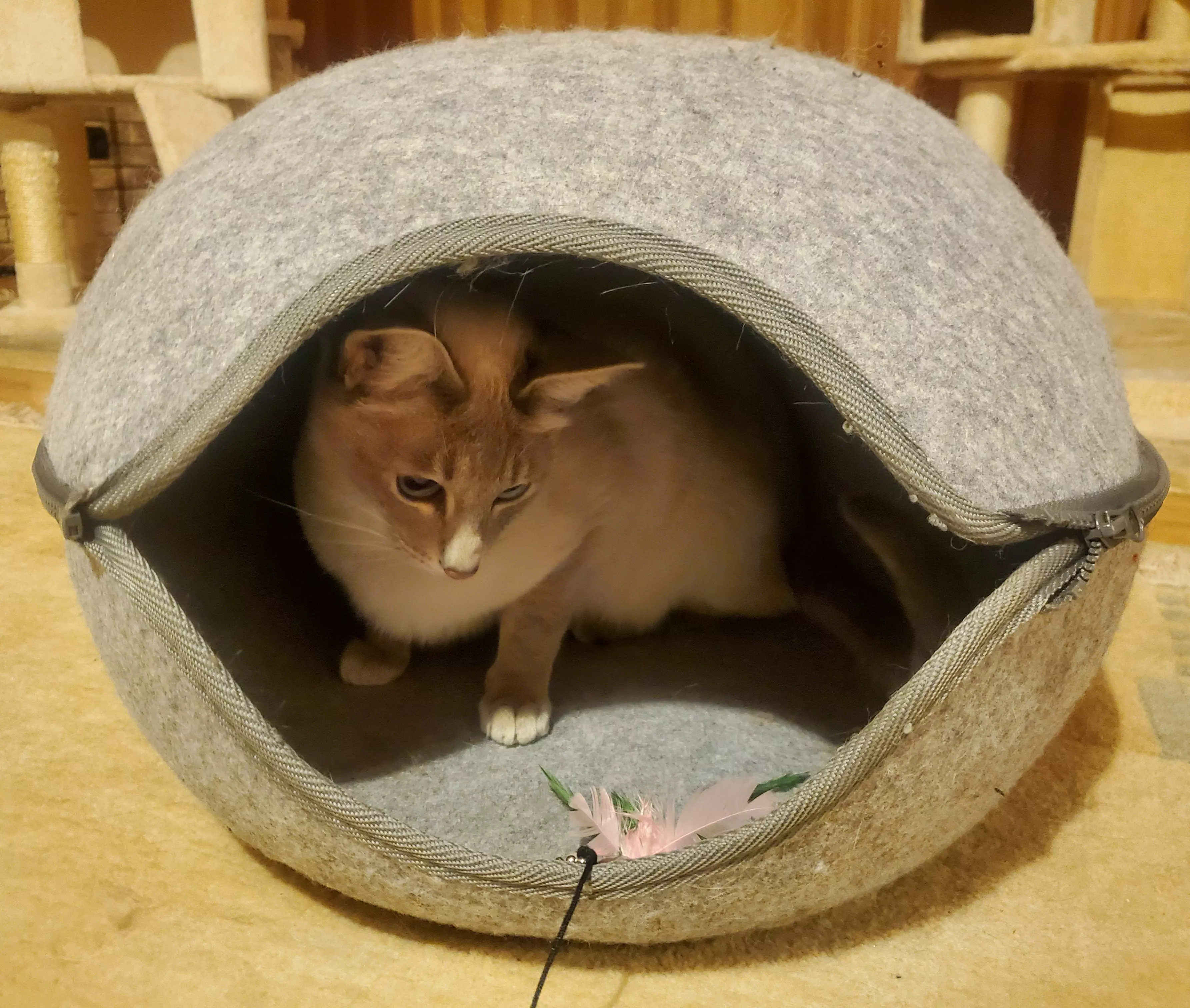 Kats`clusive – das Katzen Exklusiv Appartement Kats`clusive – das Katzen Exklusiv Appartement