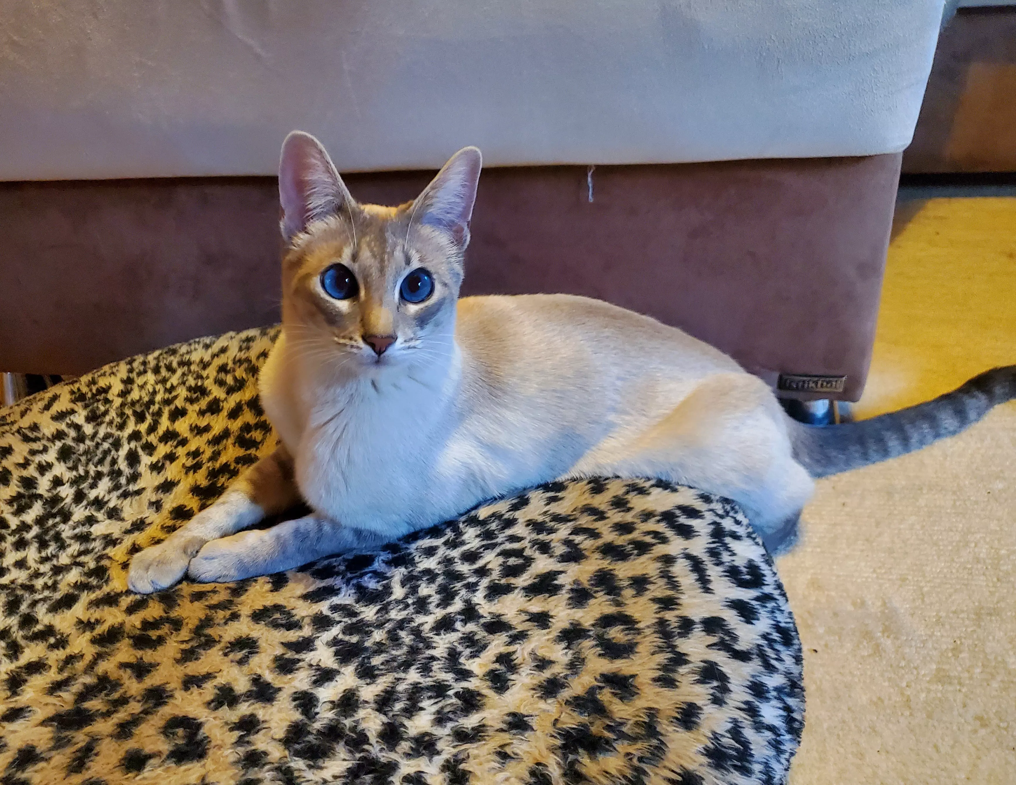 Kats`clusive – das Katzen Exklusiv Appartement Kats`clusive – das Katzen Exklusiv Appartement