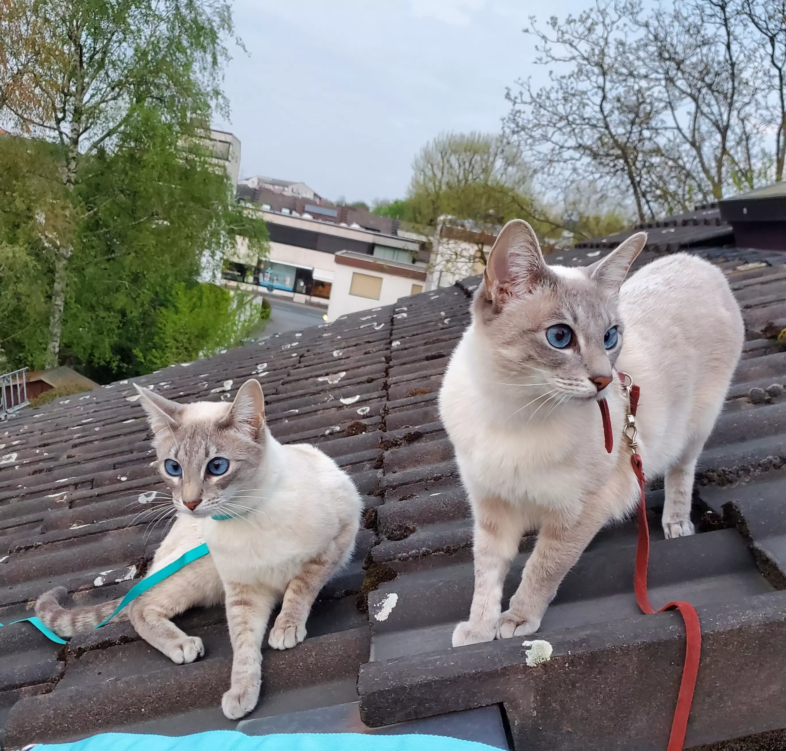 Kats`clusive – das Katzen Exklusiv Appartement Kats`clusive – das Katzen Exklusiv Appartement