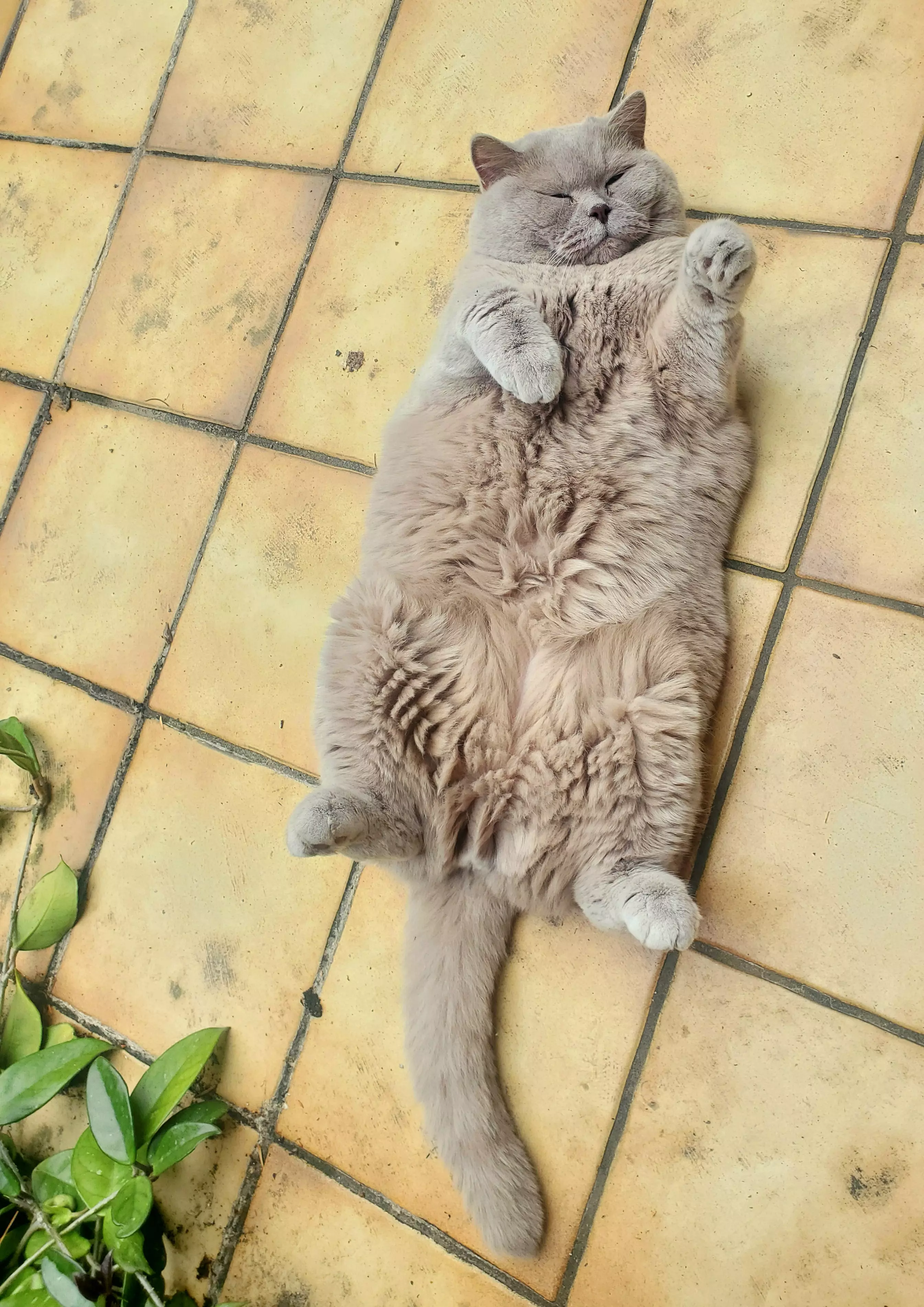 Kats`clusive – das Katzen Exklusiv Appartement Kats`clusive – das Katzen Exklusiv Appartement