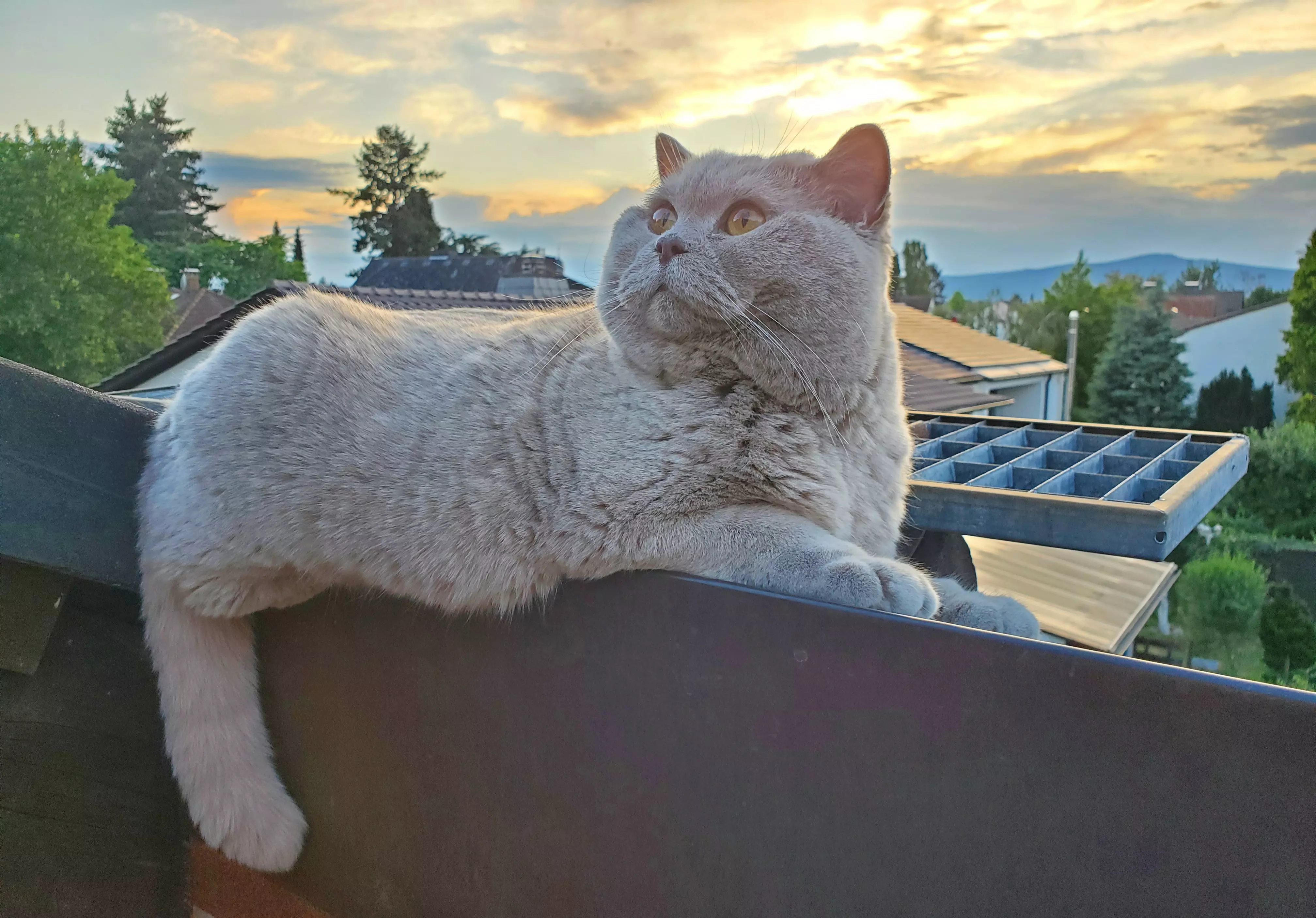 Kats`clusive – das Katzen Exklusiv Appartement Kats`clusive – das Katzen Exklusiv Appartement