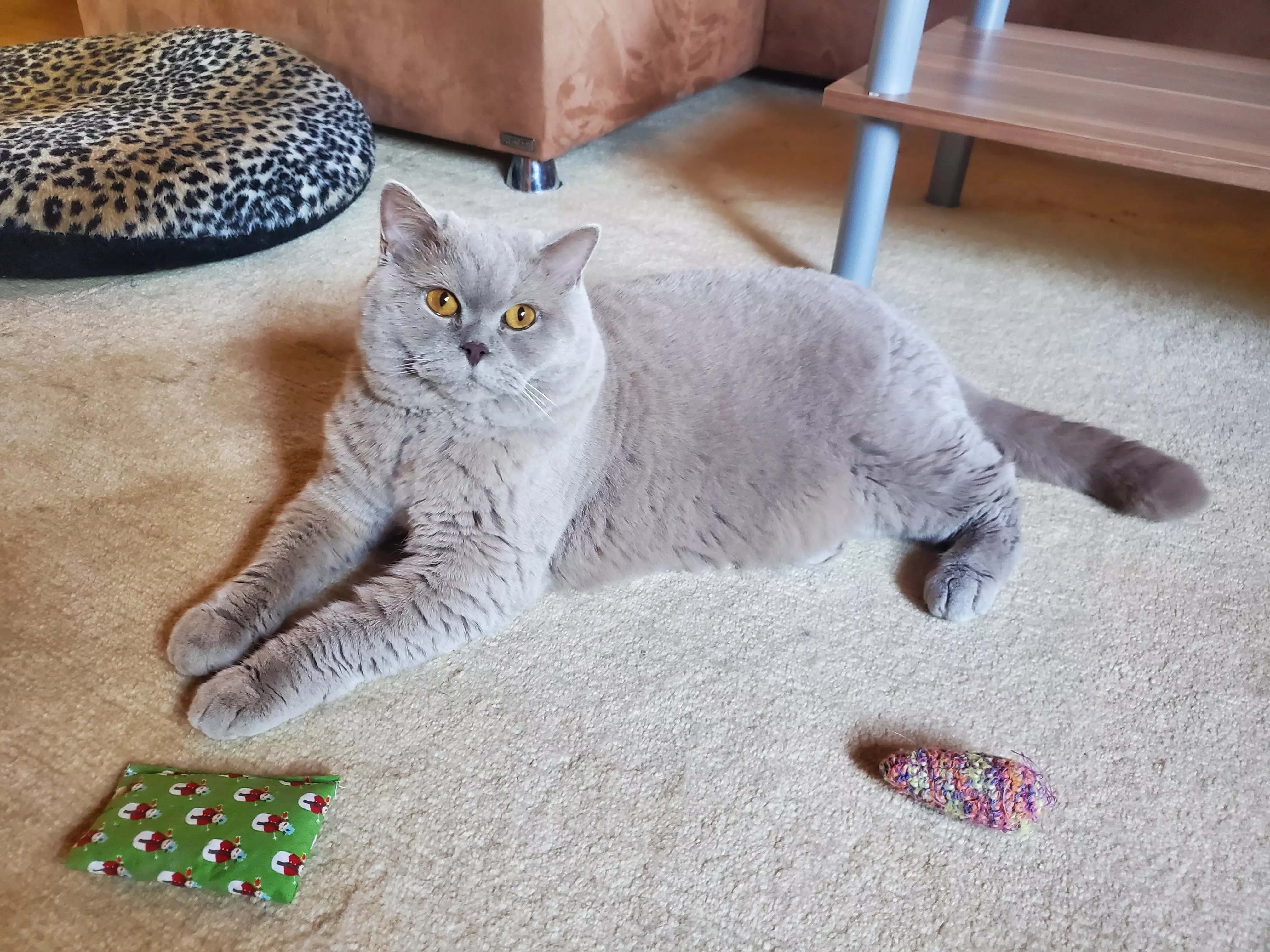 Kats`clusive – das Katzen Exklusiv Appartement Kats`clusive – das Katzen Exklusiv Appartement