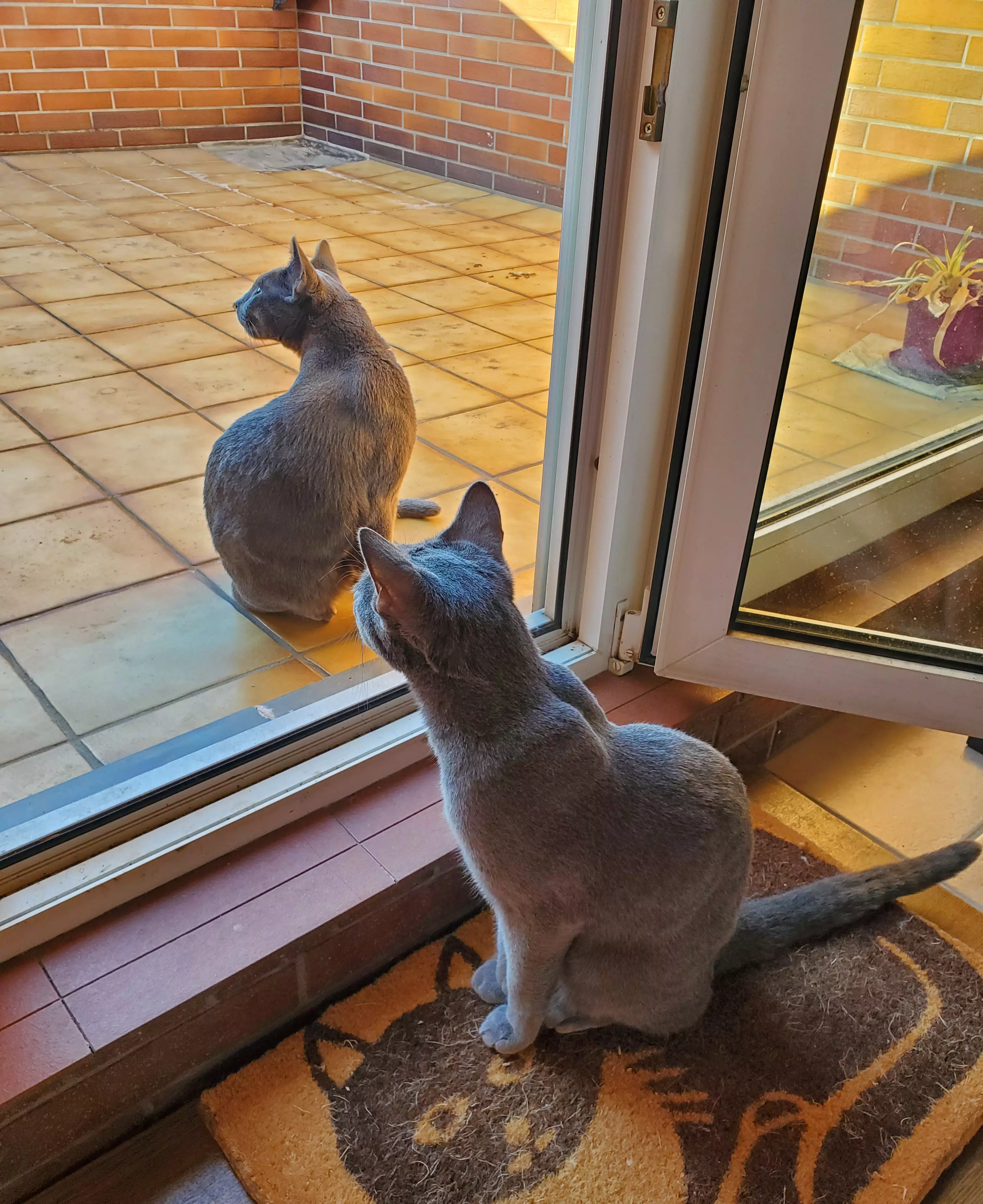 Kats`clusive – das Katzen Exklusiv Appartement Kats`clusive – das Katzen Exklusiv Appartement