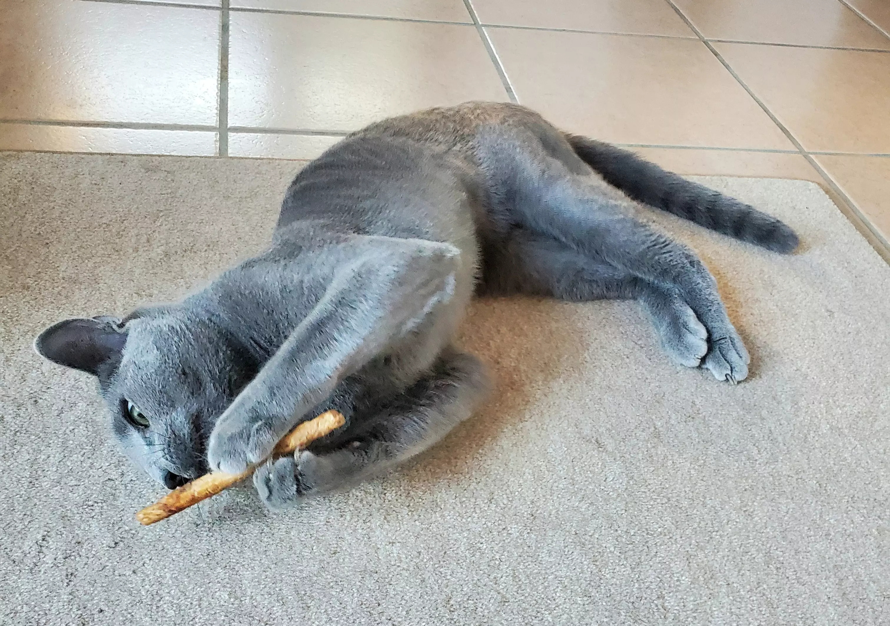 Kats`clusive – das Katzen Exklusiv Appartement Kats`clusive – das Katzen Exklusiv Appartement