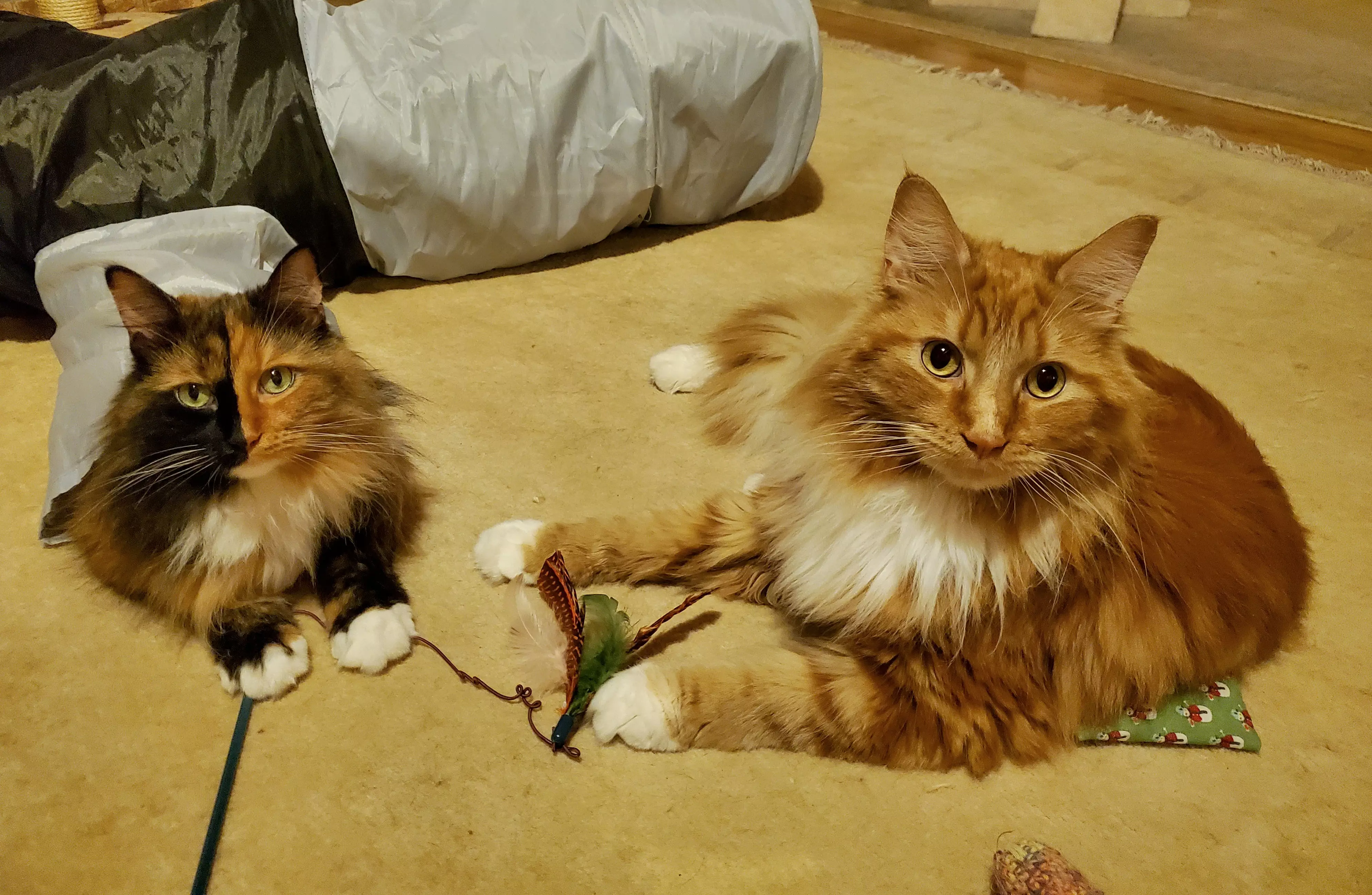 Kats`clusive – das Katzen Exklusiv Appartement Kats`clusive – das Katzen Exklusiv Appartement
