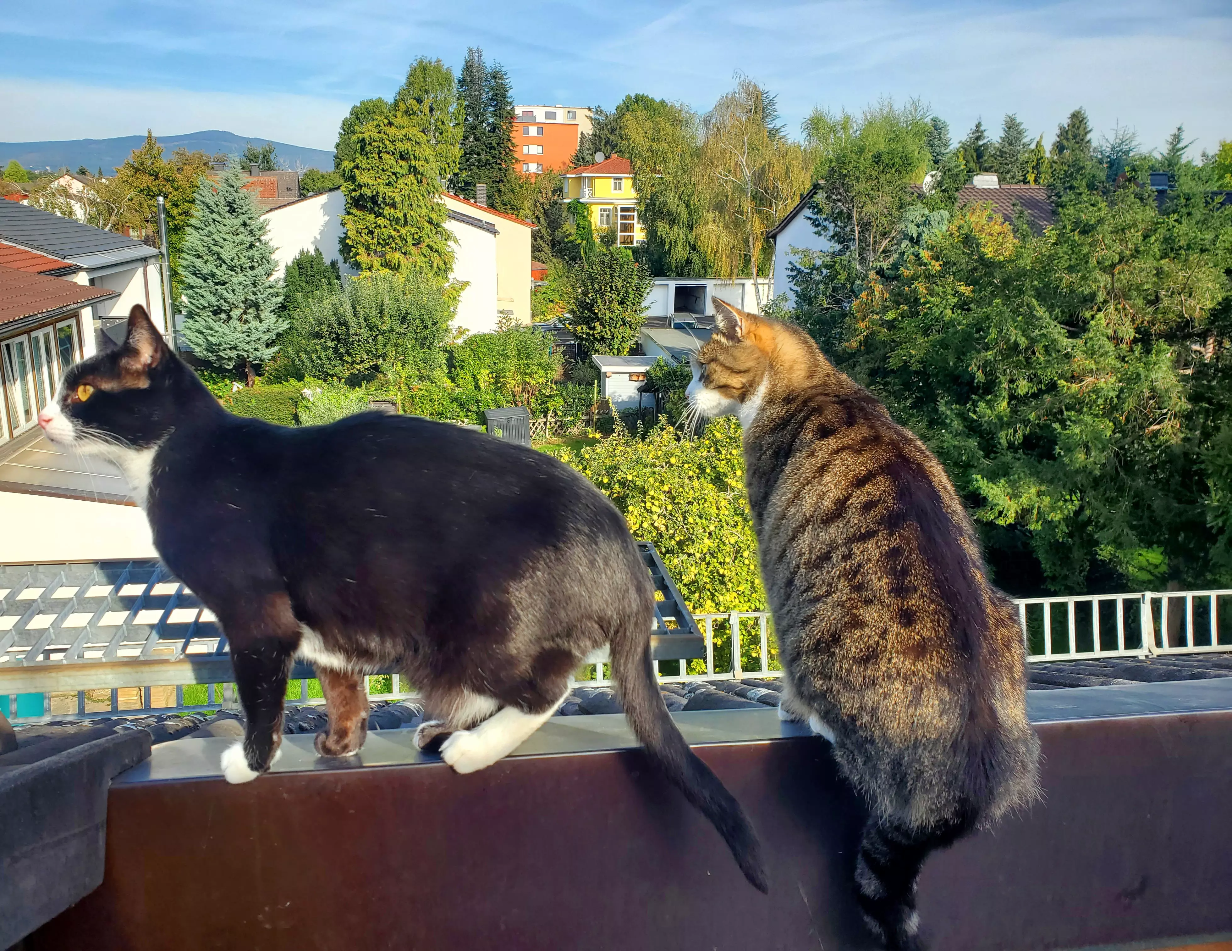 Kats`clusive – das Katzen Exklusiv Appartement Kats`clusive – das Katzen Exklusiv Appartement